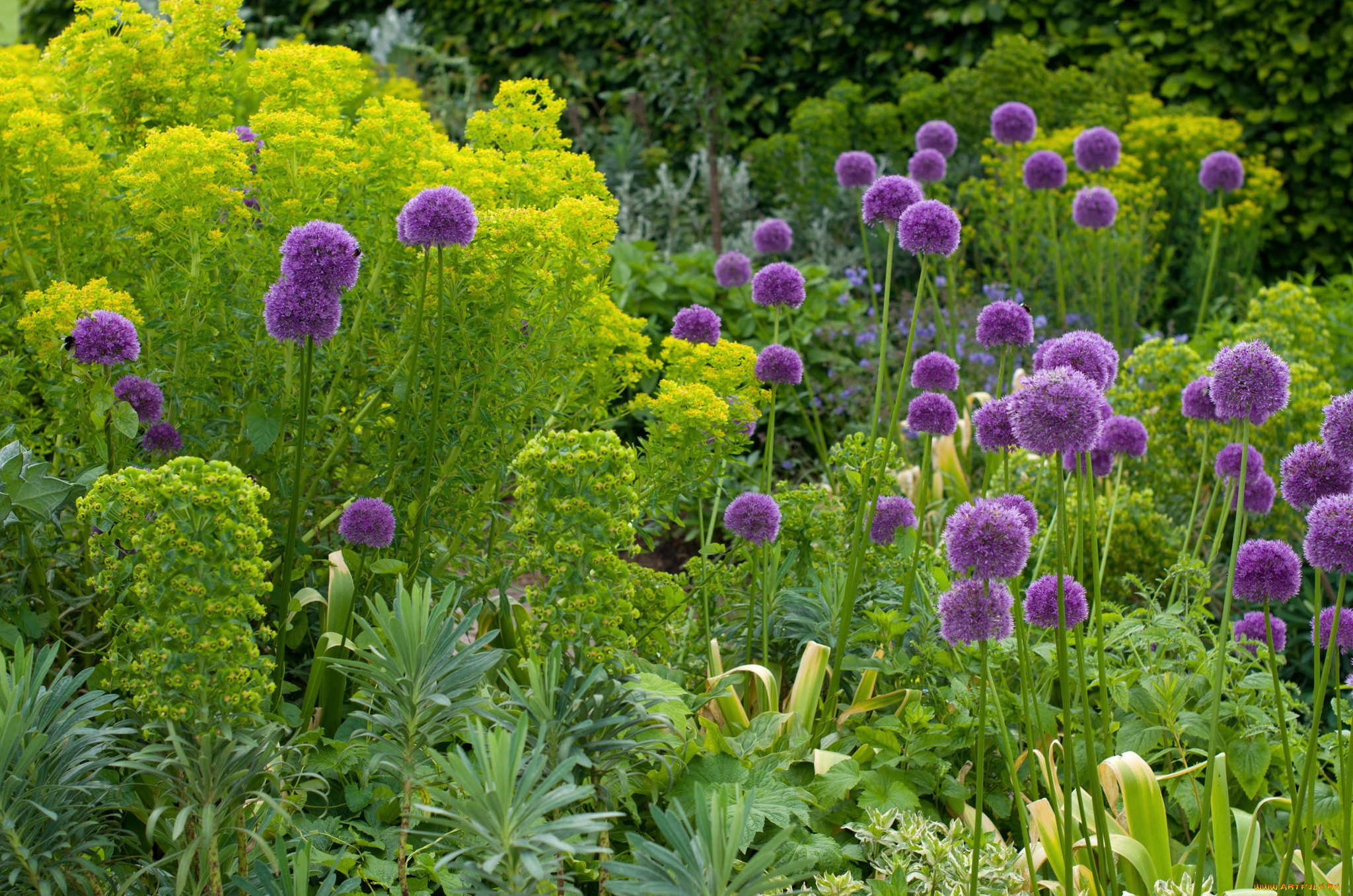 цветы, аллиум, декоративный, лук, шары