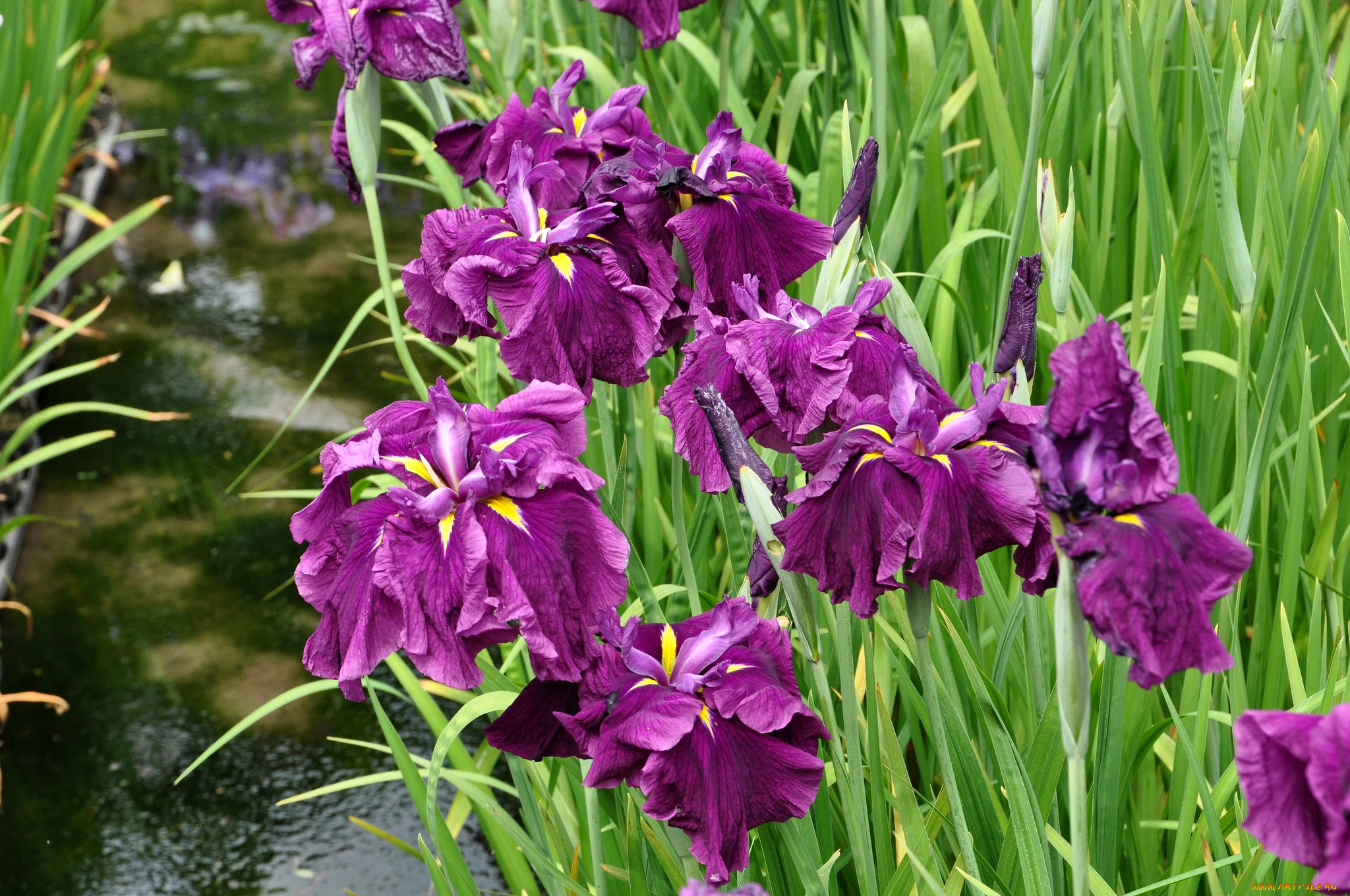 цветы, ирисы, лиловый
