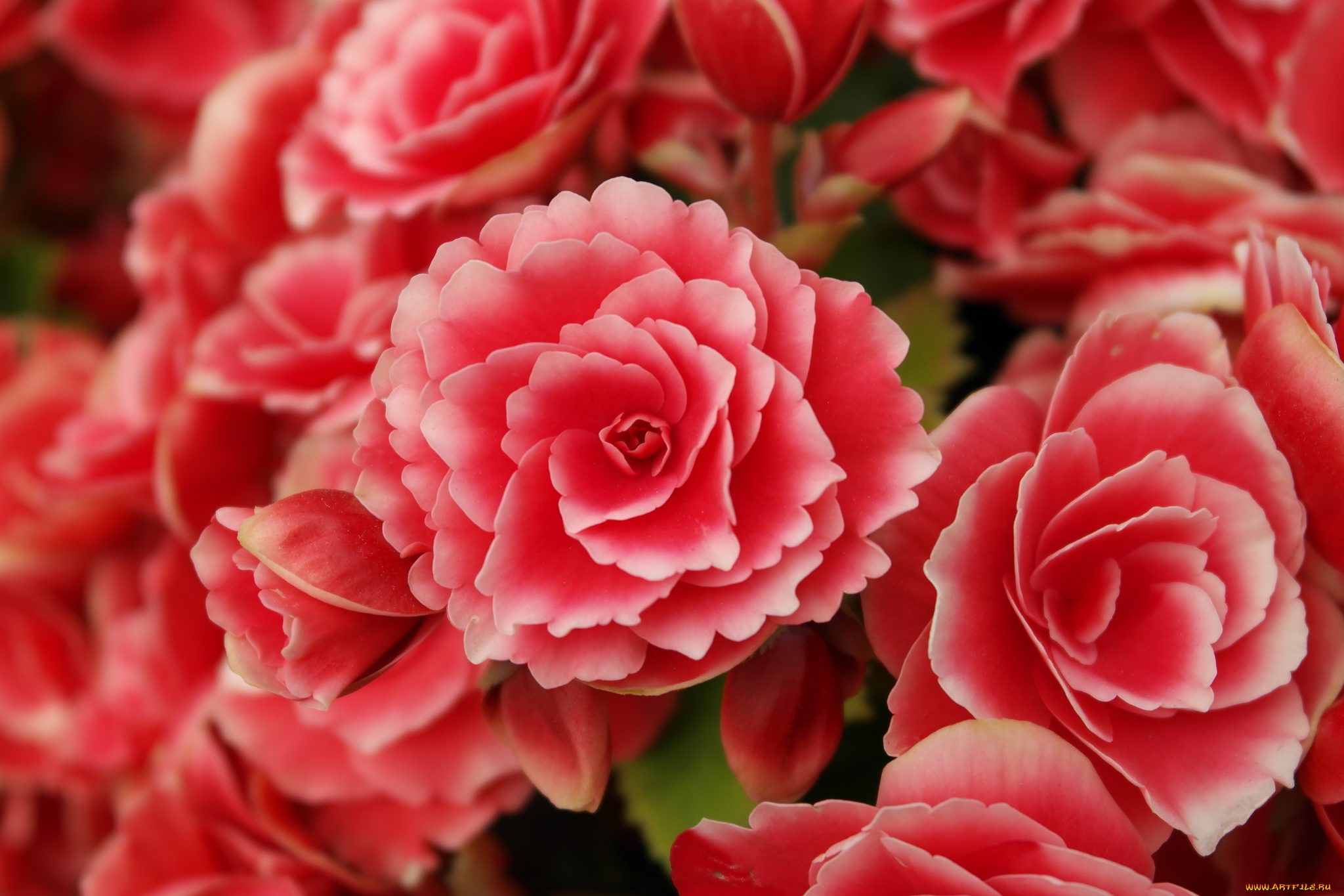 цветы, бегония, красный