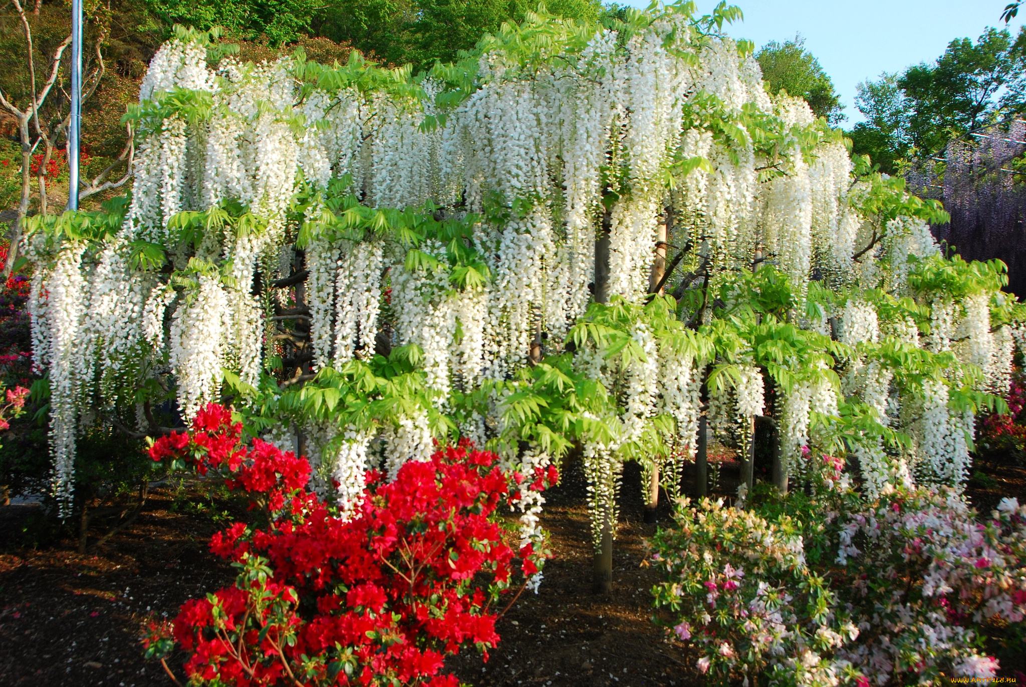 цветы, разные, вместе, глициния, азалия