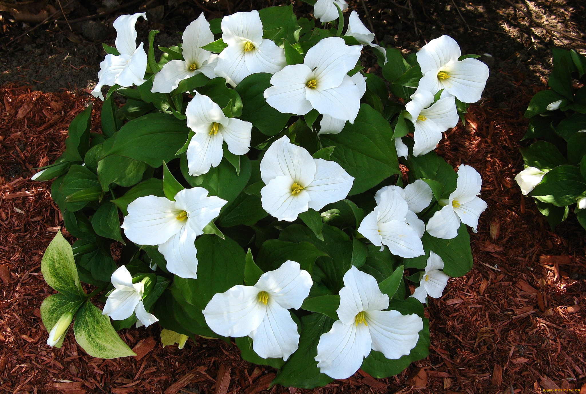 цветы, триллиумы, трилистник