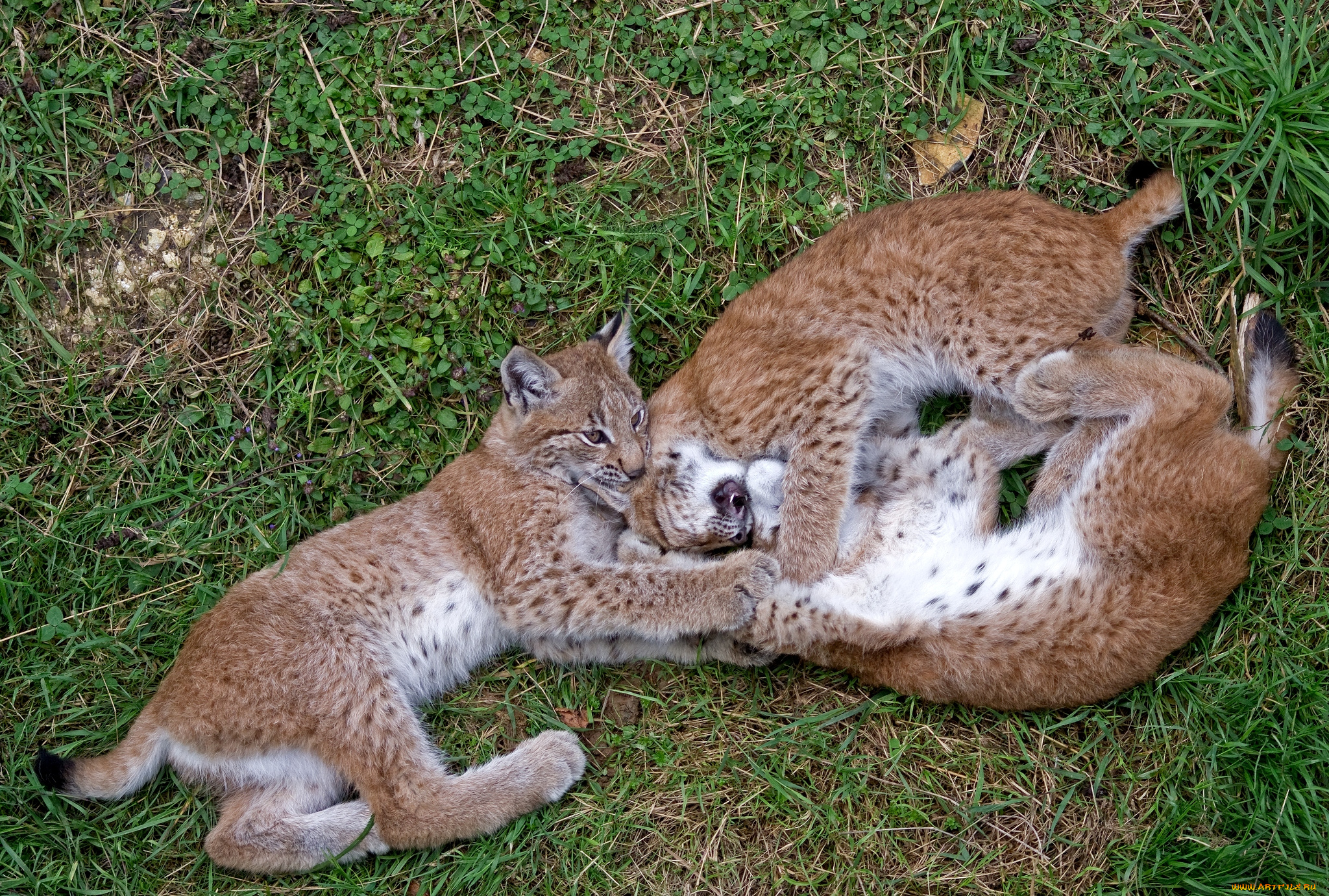 животные, рыси, малыши, игра