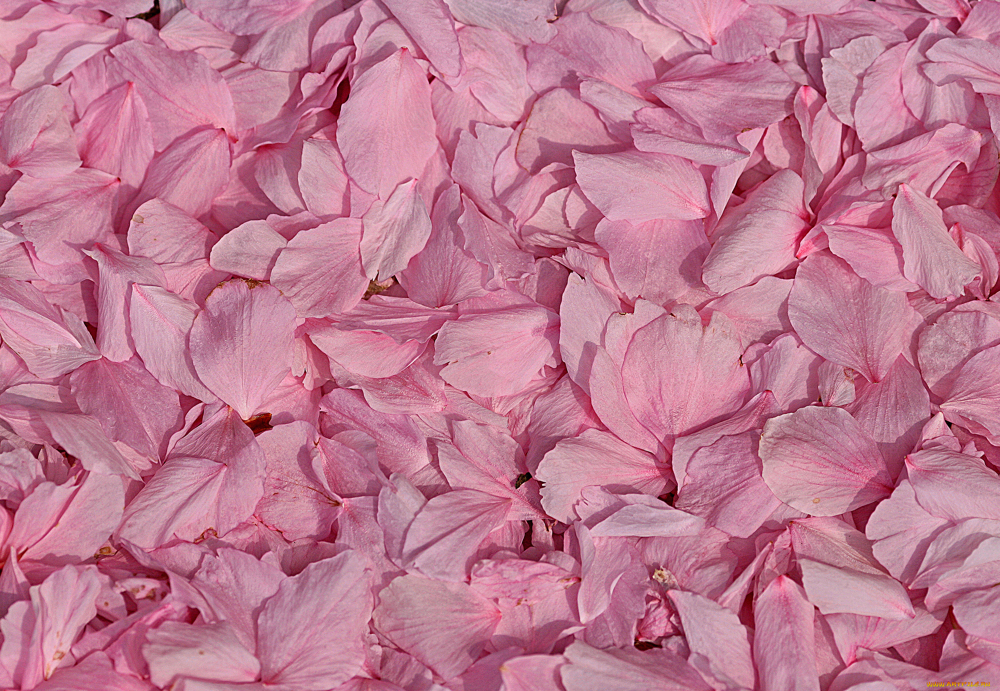 разное, текстуры, макро, лепестки