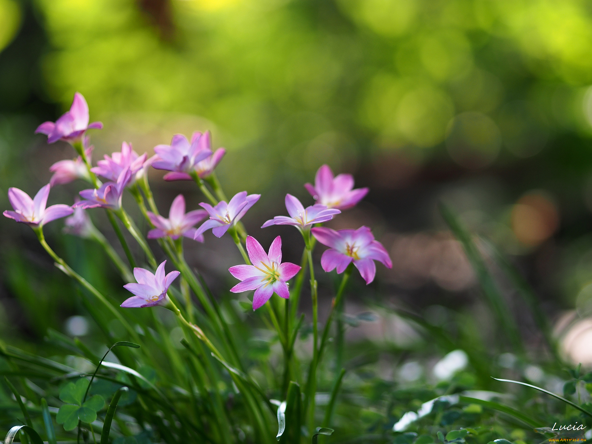цветы, зефирантесы, розовый, милый