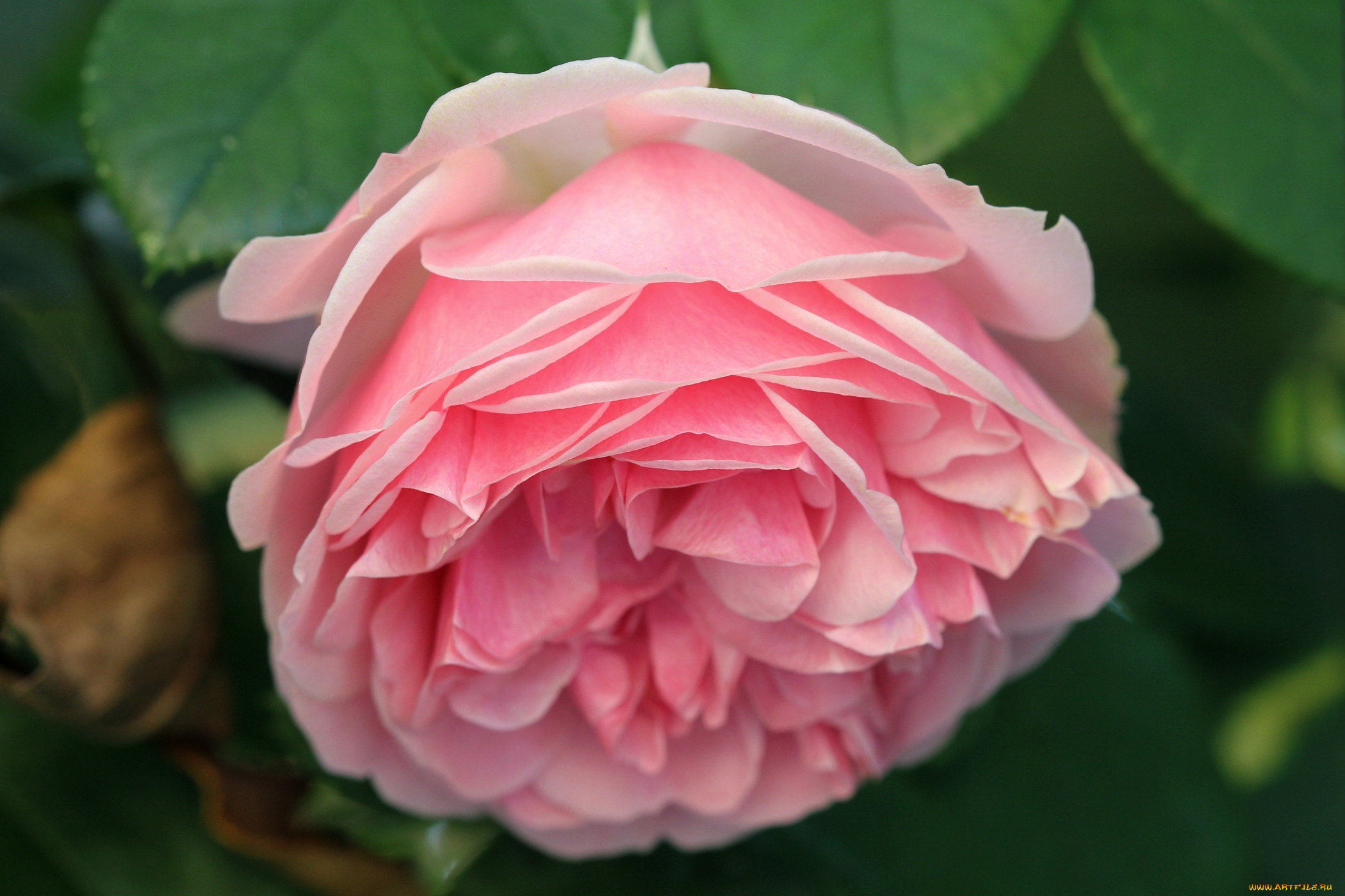 цветы, розы, бутон, макро