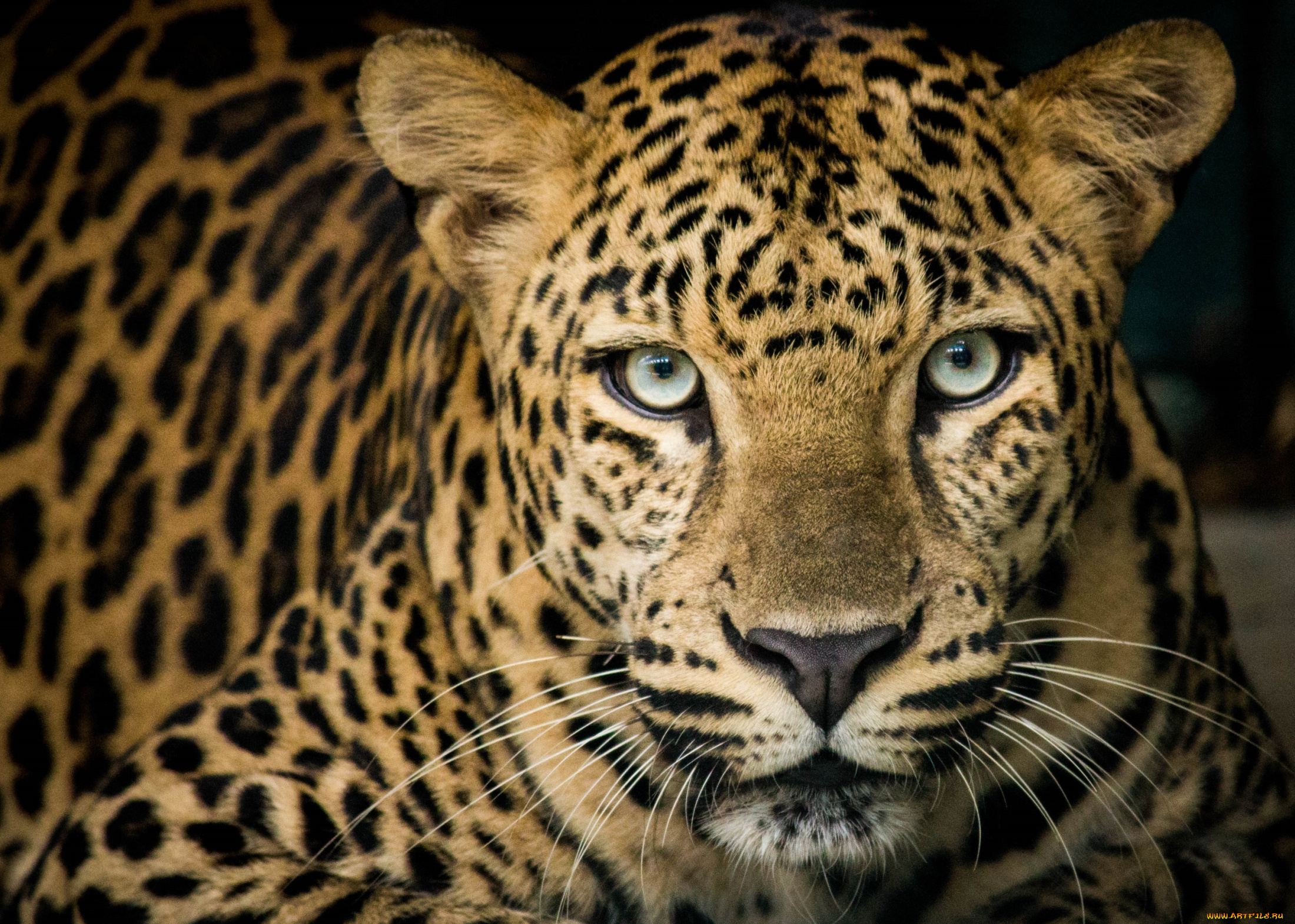 животные, леопарды, портрет