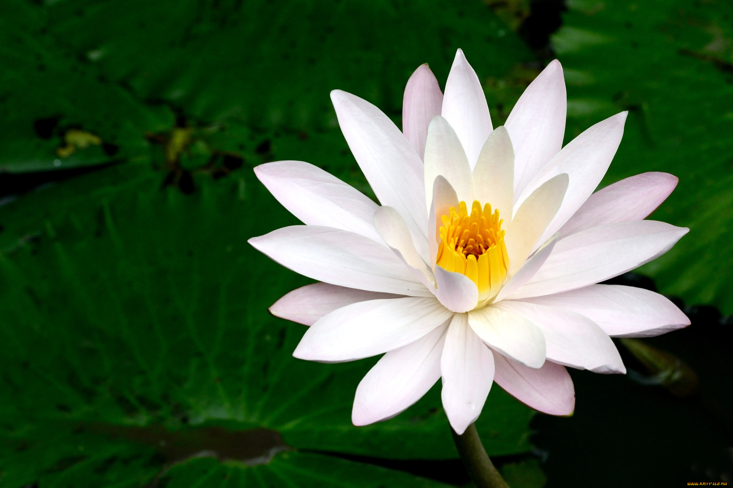 цветы, лилии, водяные, нимфеи, кувшинки, нимфея