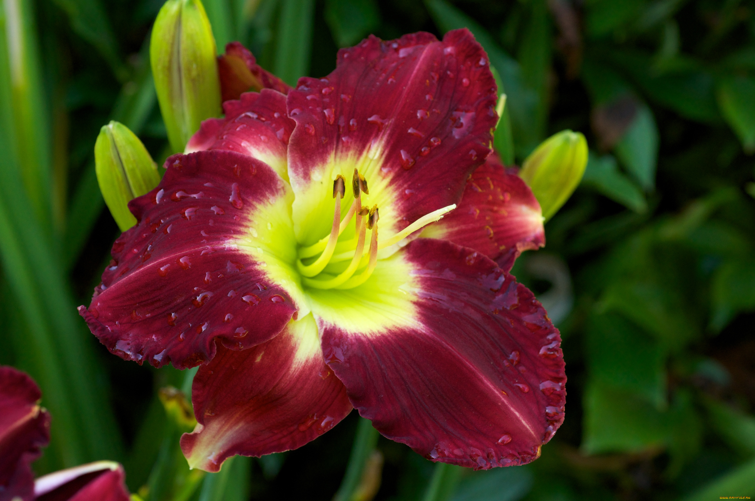 цветы, лилии, лилейники, макро, бордо, капли