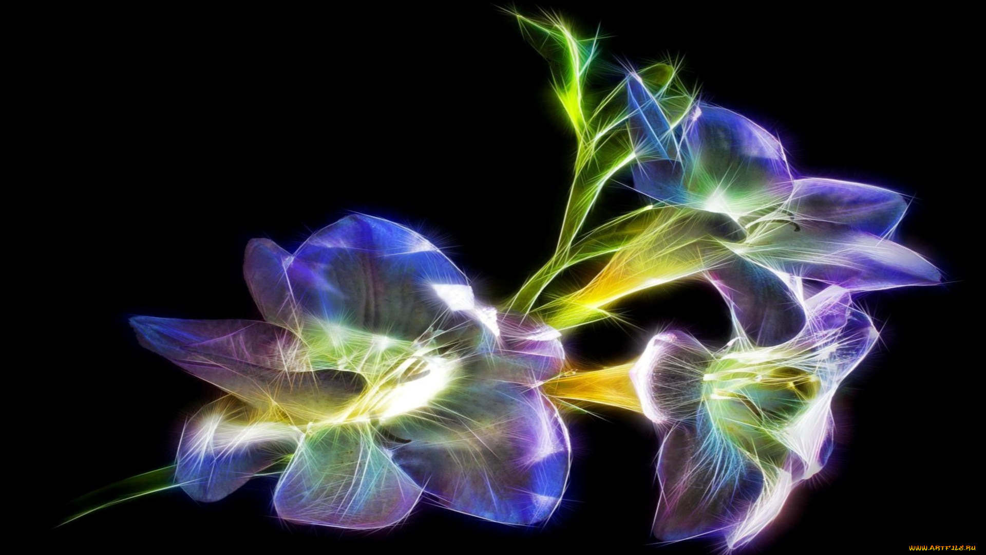 3д, графика, цветы, , flowers, цветы