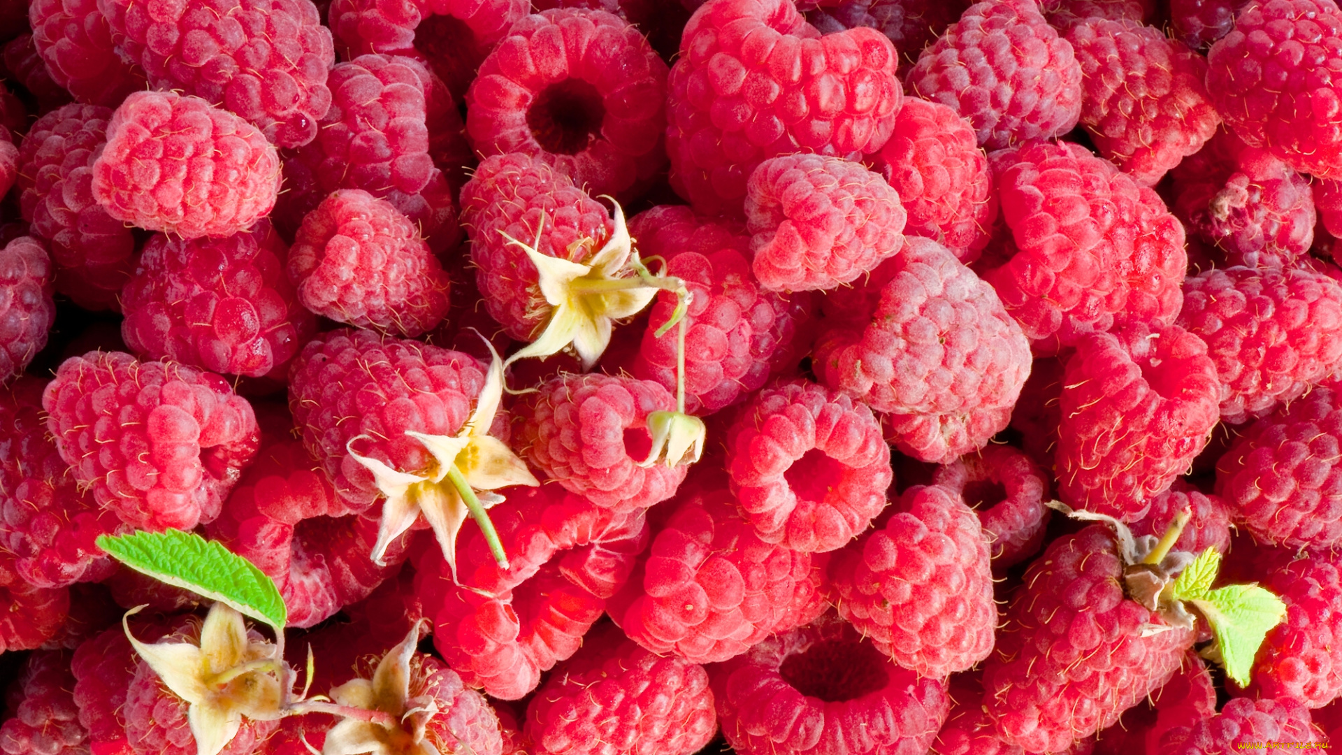 еда, малина, ягоды