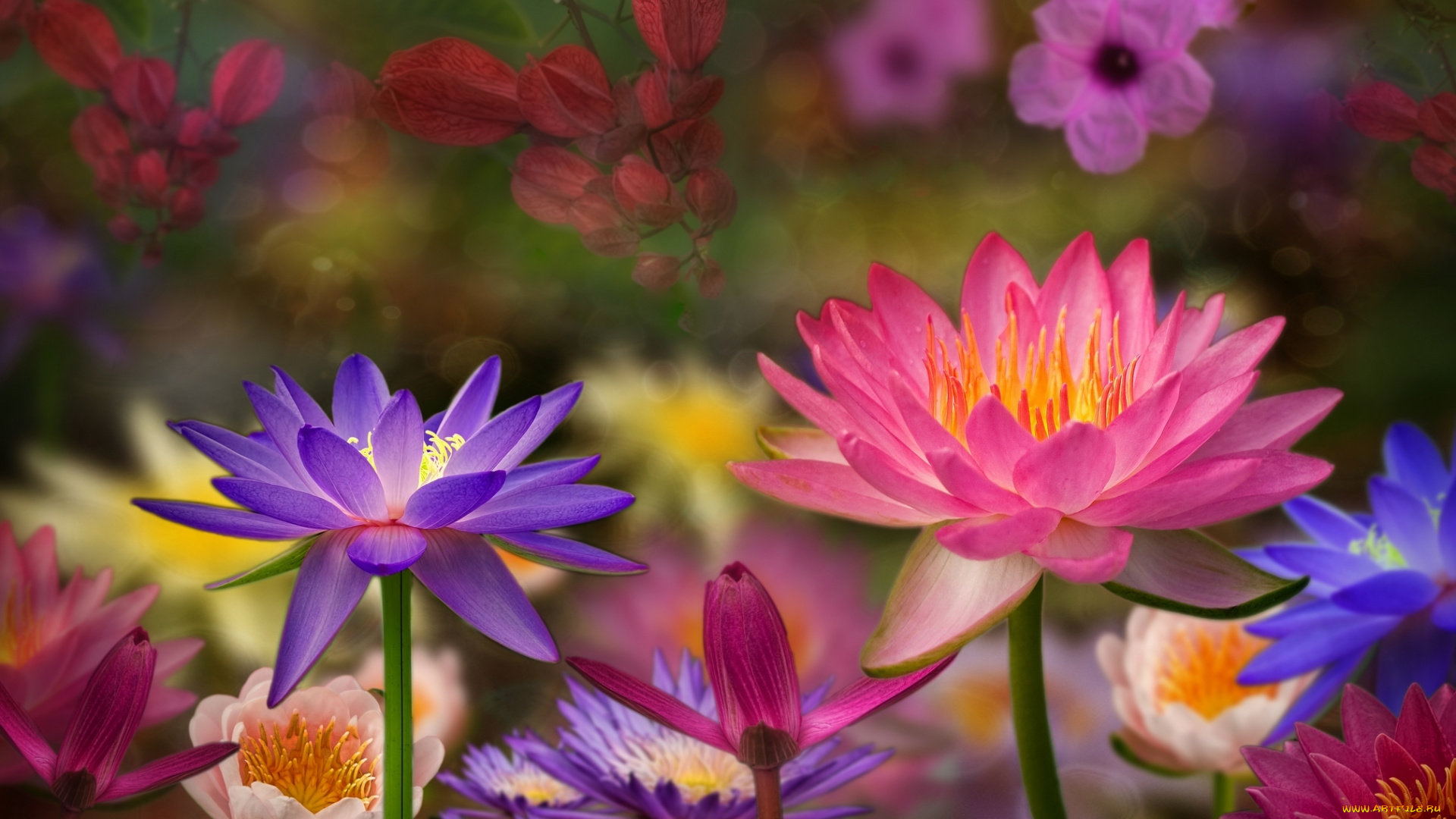 рисованные, цветы, водяные, лилии, фон