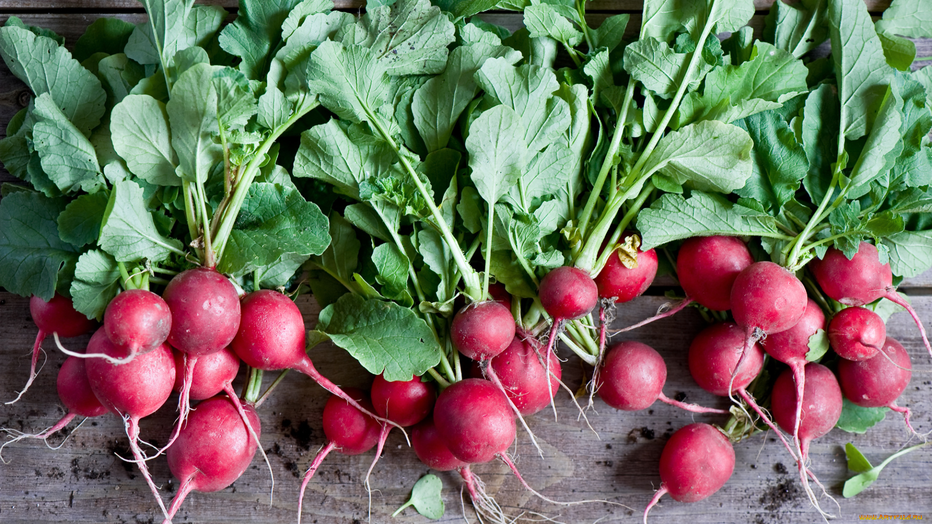 еда, редис, , репа, , редька, красный, листья