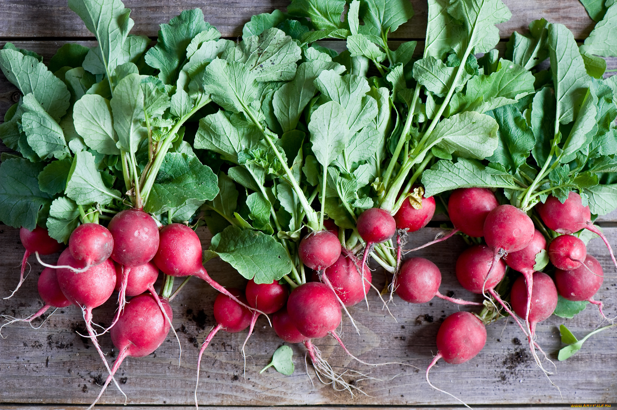 еда, редис, , репа, , редька, красный, листья