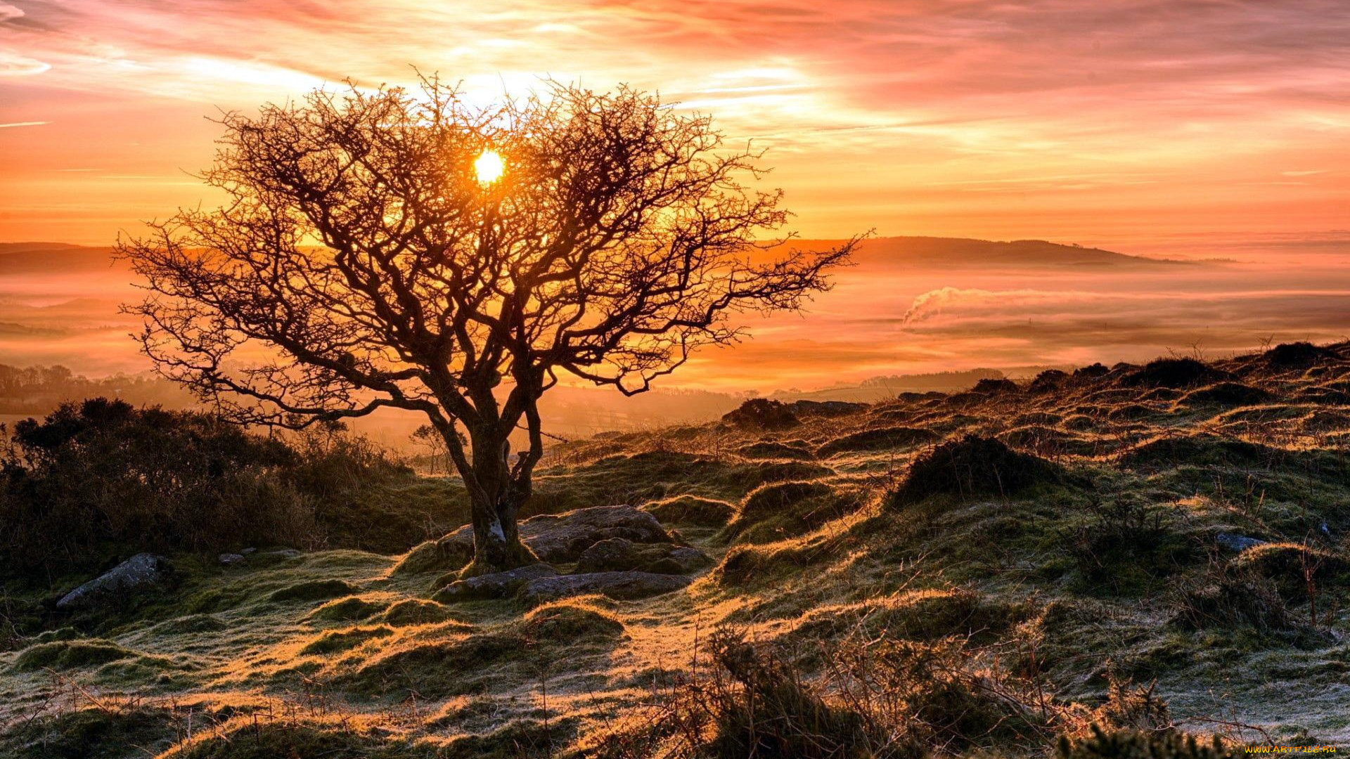природа, восходы, закаты, кочки, закат, дерево