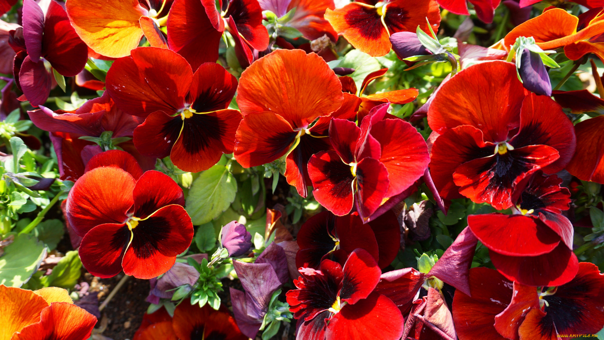 цветы, анютины, глазки, , садовые, фиалки, анюткины, глазки, цветение, цвет