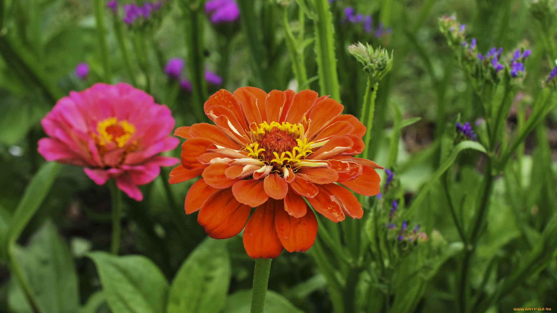 цветы, цинния, циннея, цветение, листья, лепестки