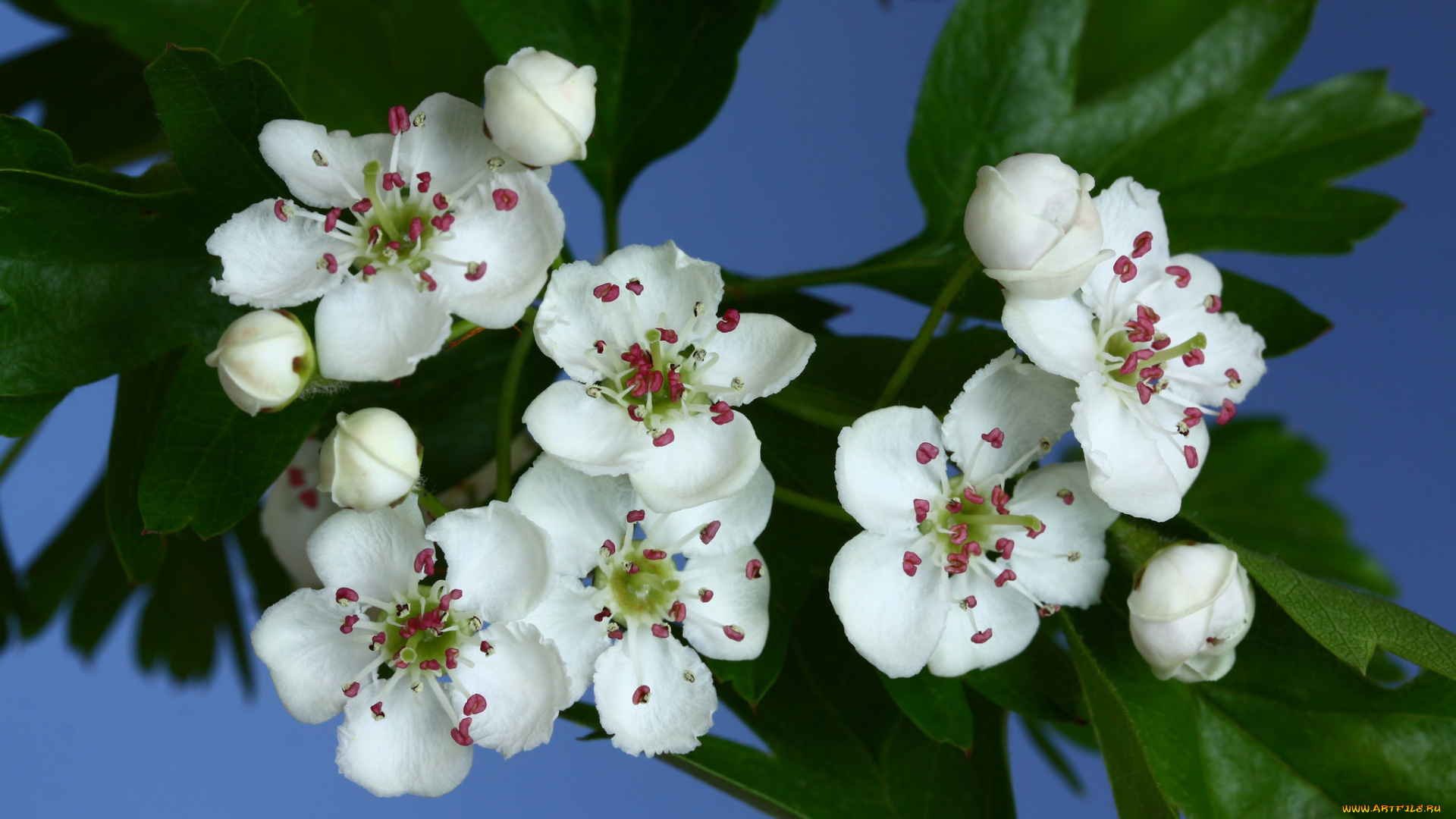 цветы, цветущие, деревья, , , кустарники, ветка, листья, цветок, камелия, розовая, цветение, нежность
