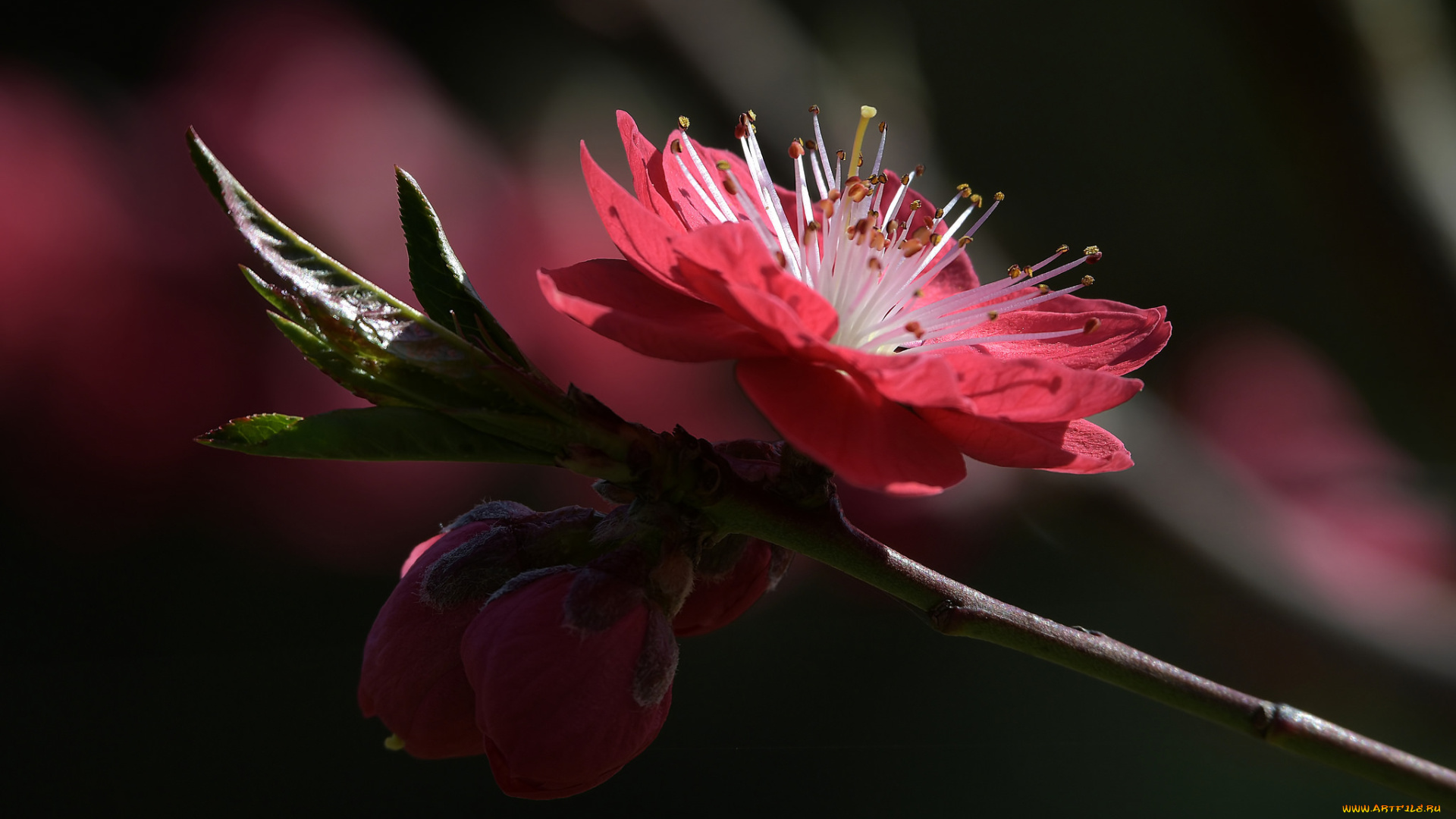 цветы, цветущие, деревья, , , кустарники, ветка, листья, цветки, цветущая, веточка