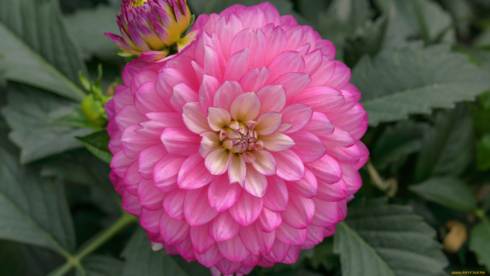 цветы, георгины, георгин, белый, цветение, лепестки