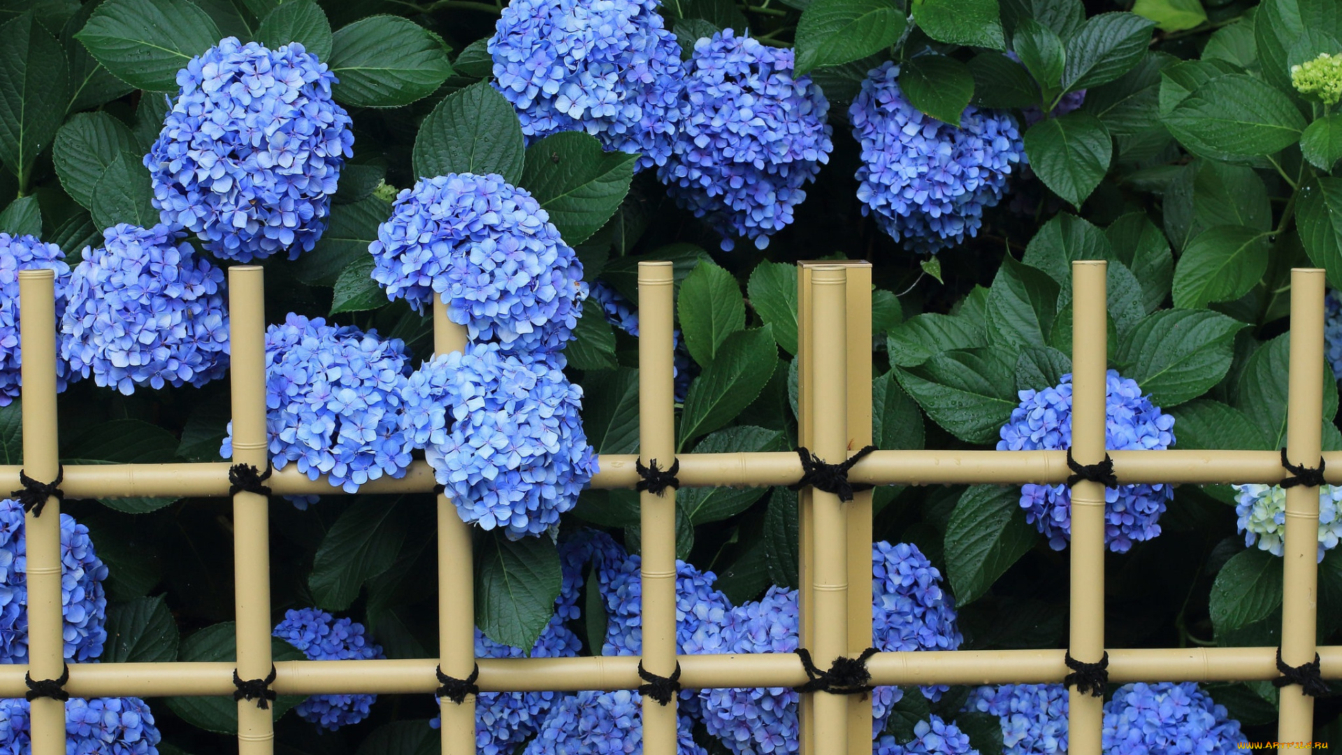 цветы, гортензия, голубой, ограждение