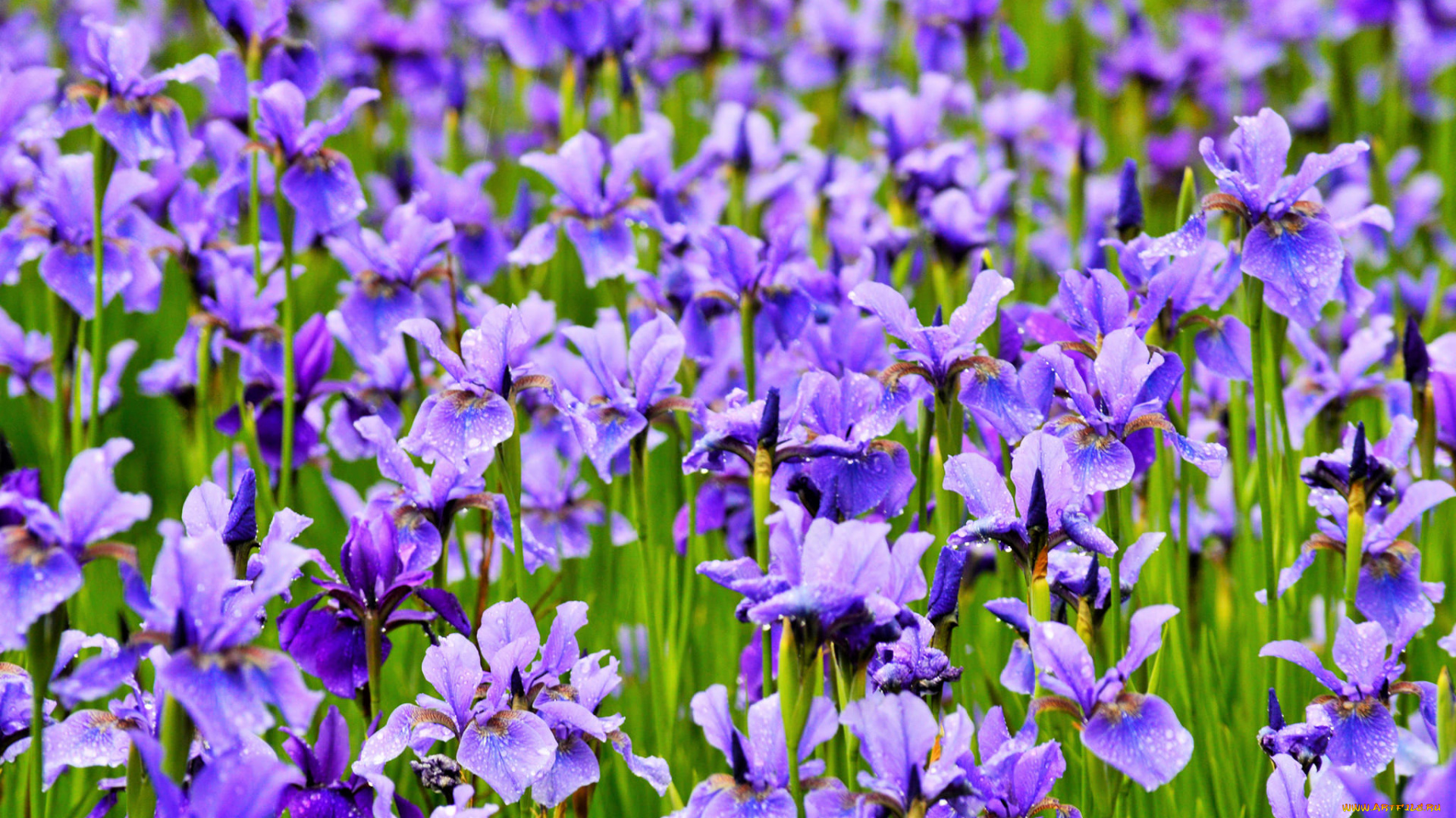 цветы, ирисы, ирис, цветение