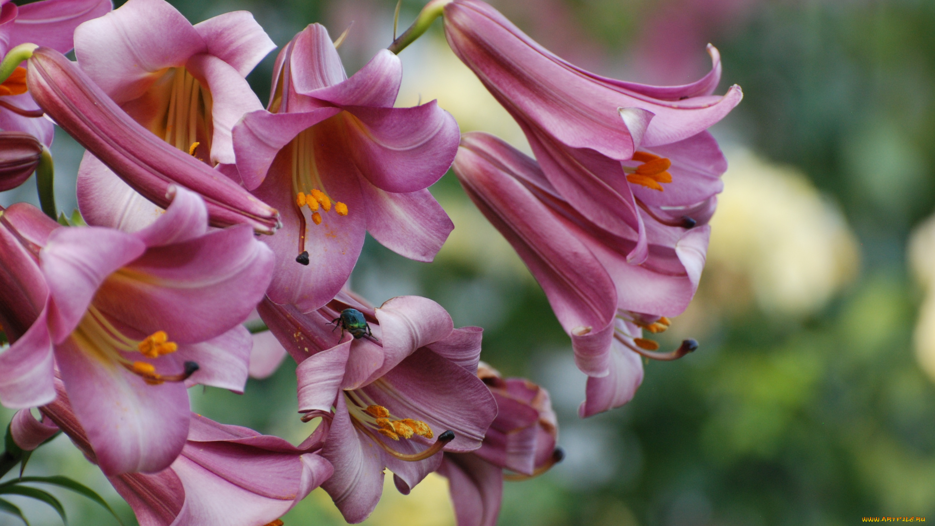 цветы, лилии, , лилейники, природа, лето, лилия