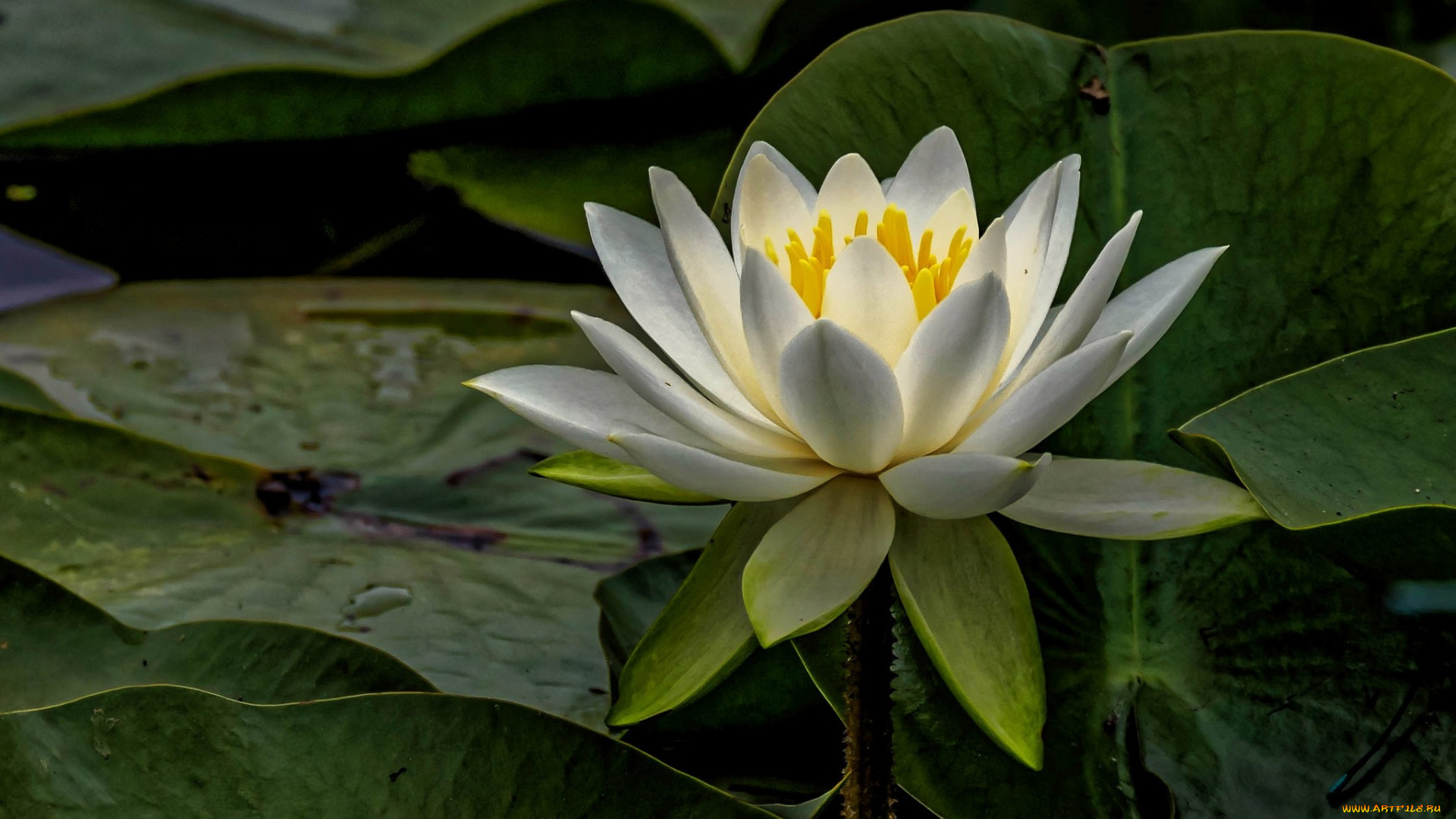 цветы, лилии, водяные, , нимфеи, , кувшинки, листья, белый, макро, водяная, лилия