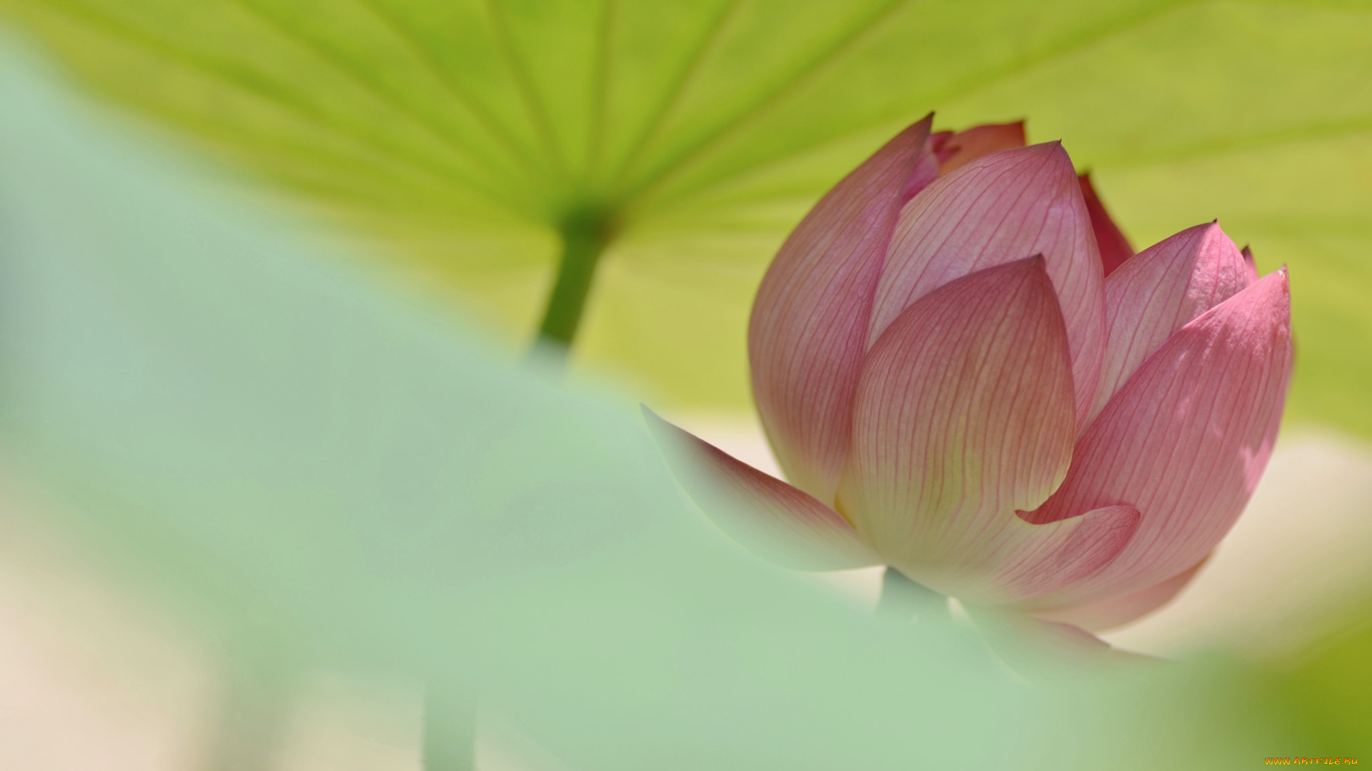 цветы, лотосы, бутон, лотос