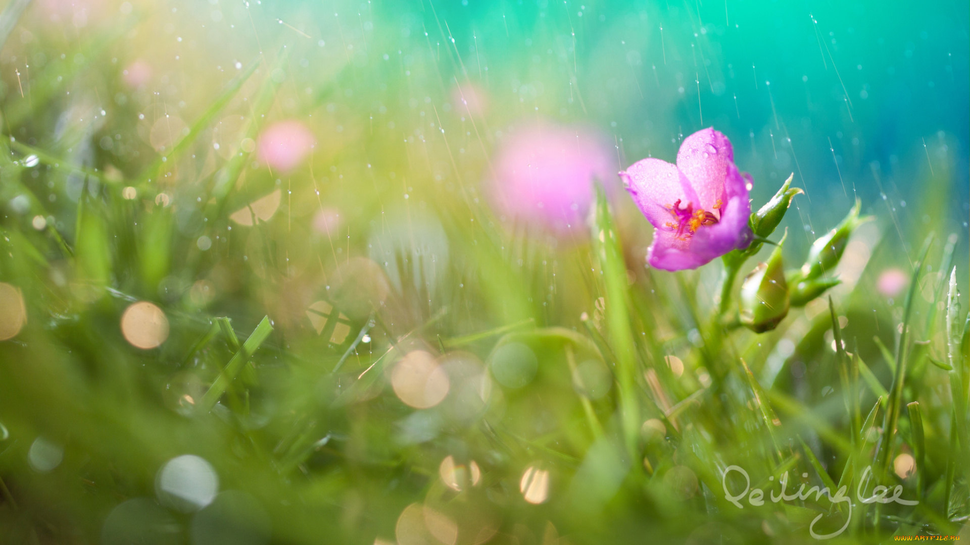 цветы, луговые, , полевые, , цветы, дождь, боке, капли, цветок, трава