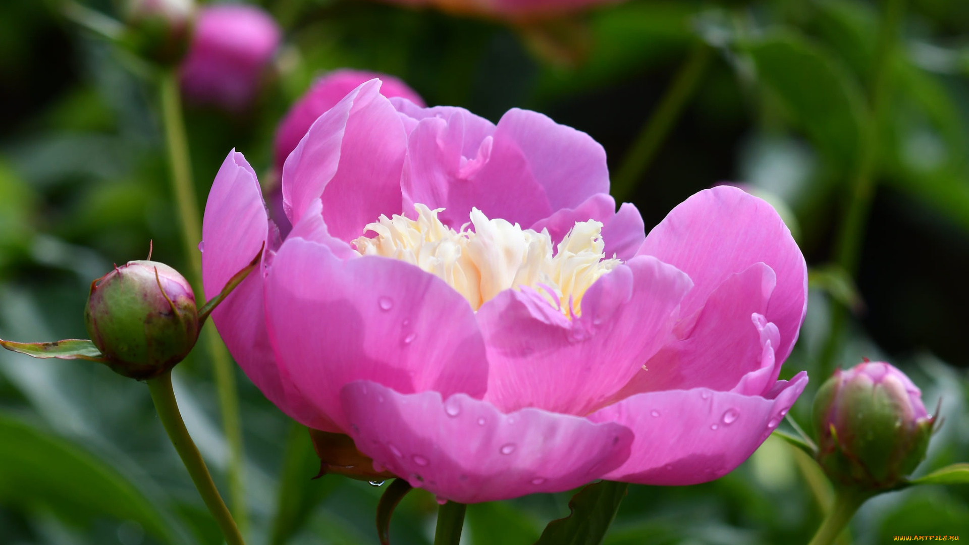 цветы, пионы, розовый, пион, макро