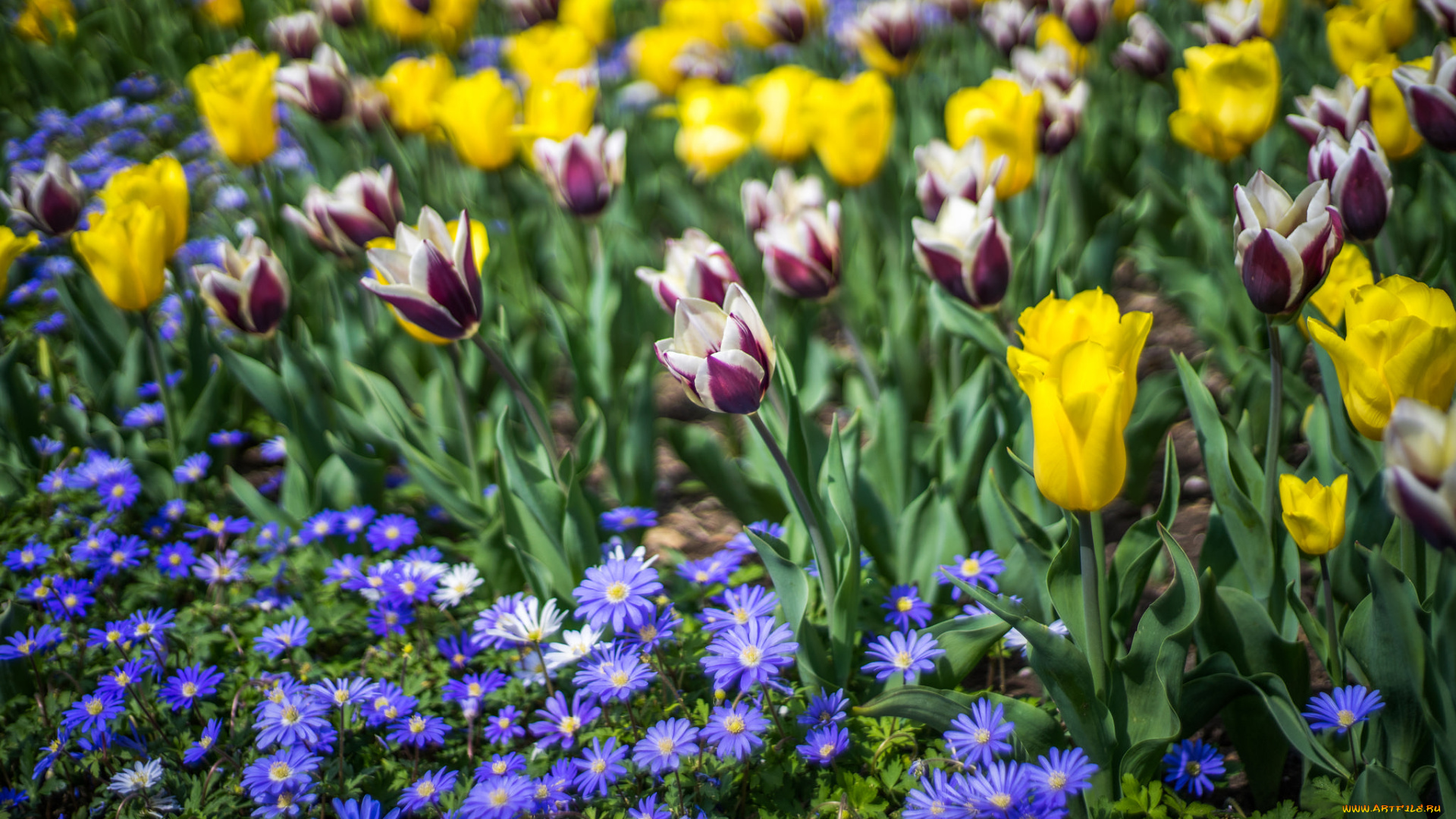 цветы, разные, вместе, разные, тюльпаны, цветение