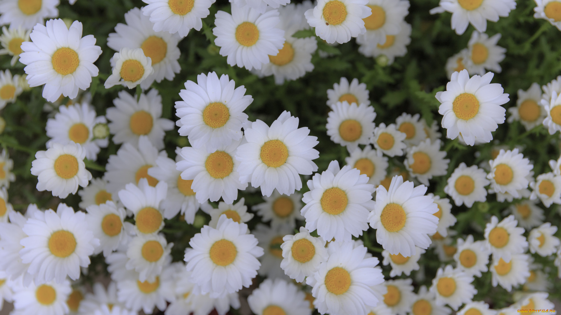 цветы, ромашки