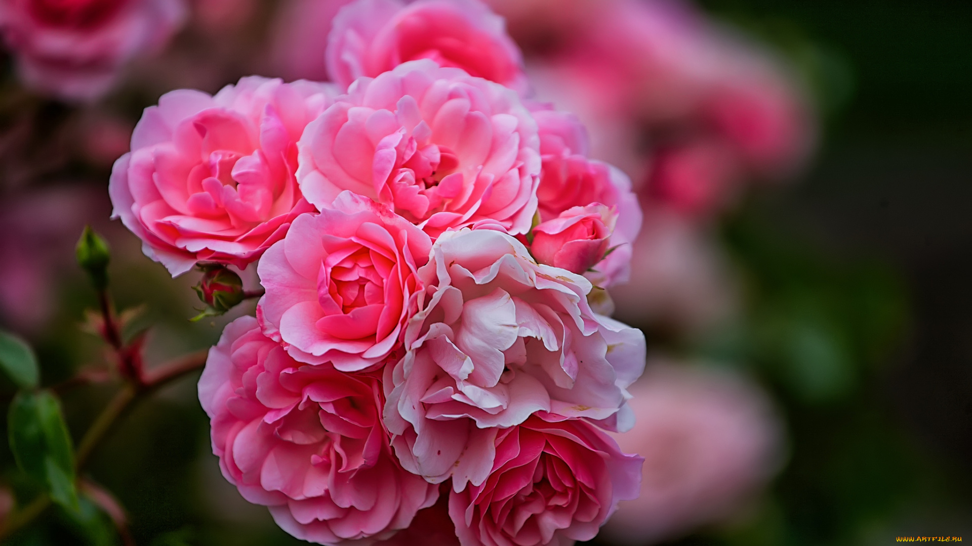 цветы, розы, роза, бутон, лепестки, листья, цветение, rose, bud, petals, leaves, blossoms