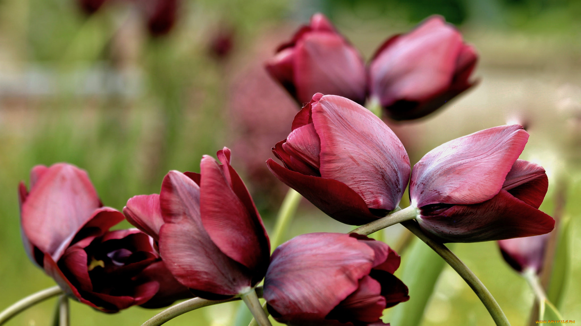 цветы, тюльпаны, лепестки, много, разноцветные, цветение