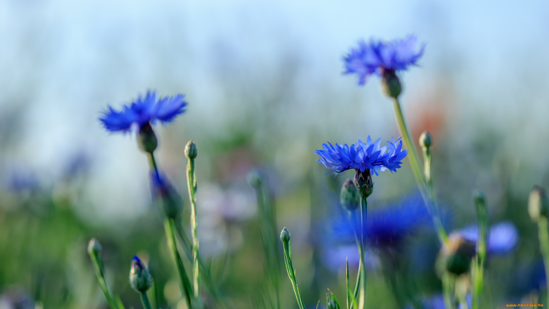 цветы, васильки, василек, цветение, синий