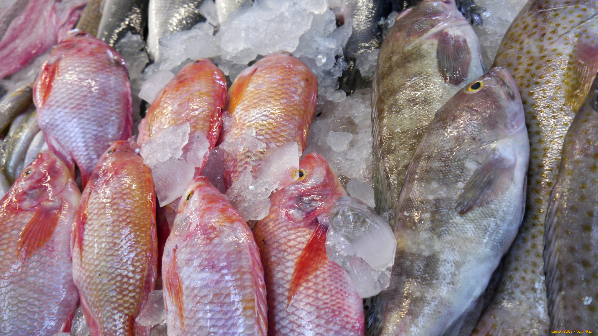 еда, рыба, , морепродукты, , суши, , роллы, fish, ice, seafood