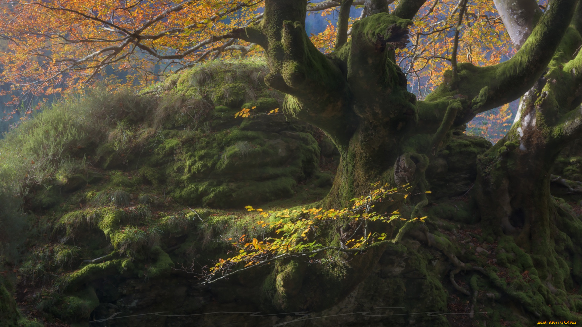 природа, лес, дерево