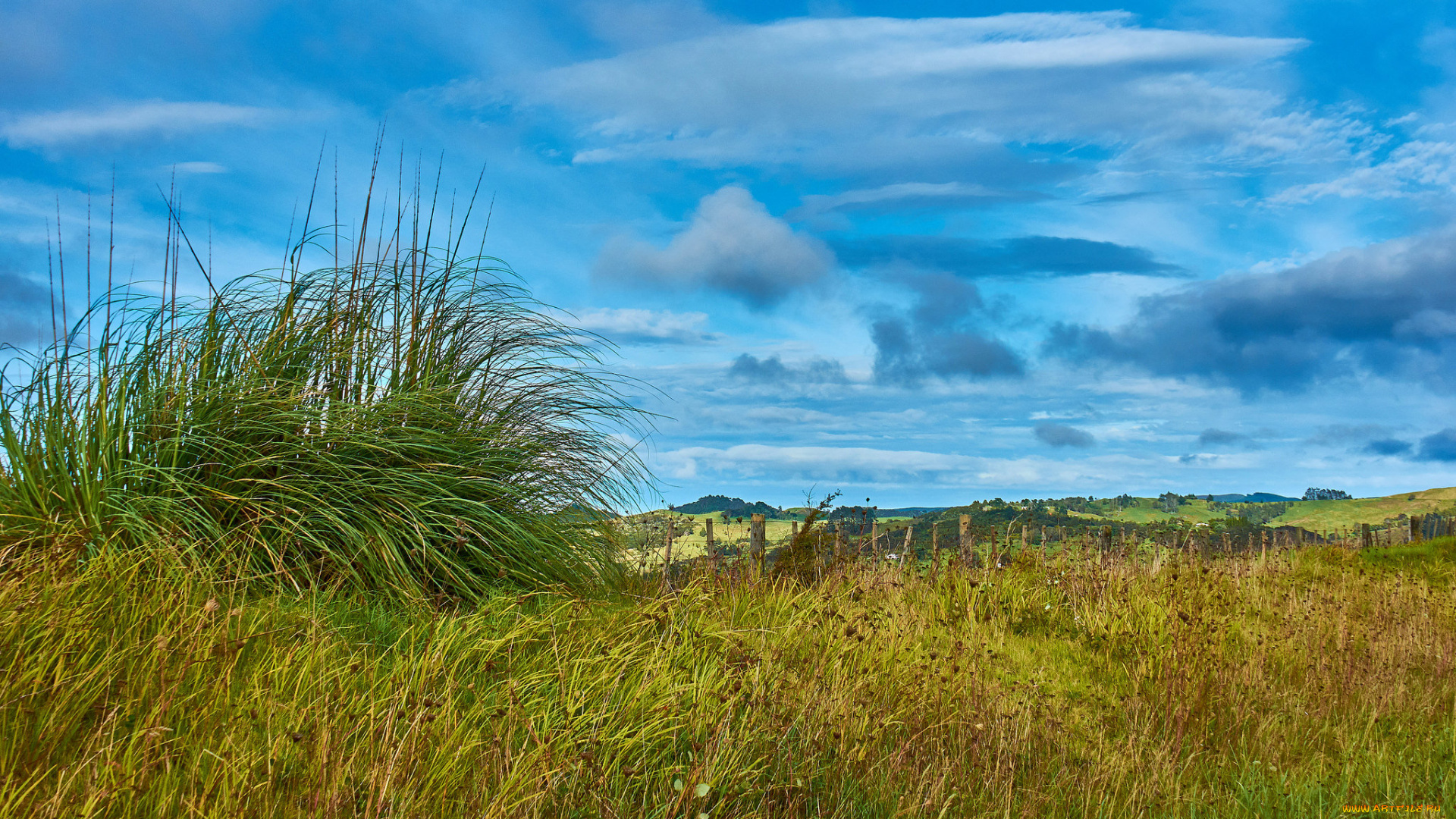 природа, луга, трава