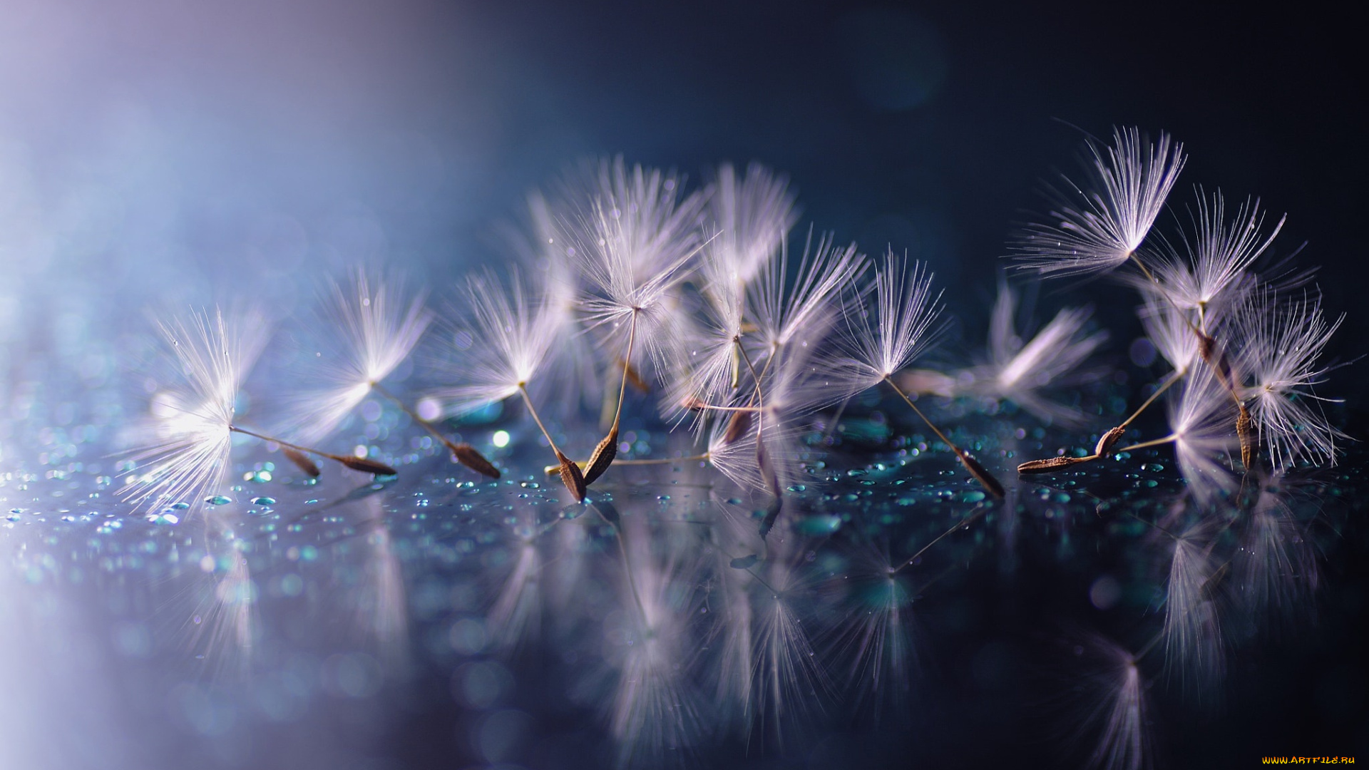 природа, макро, одуванчик, капли, парашютики, вода, отражение, пушинки