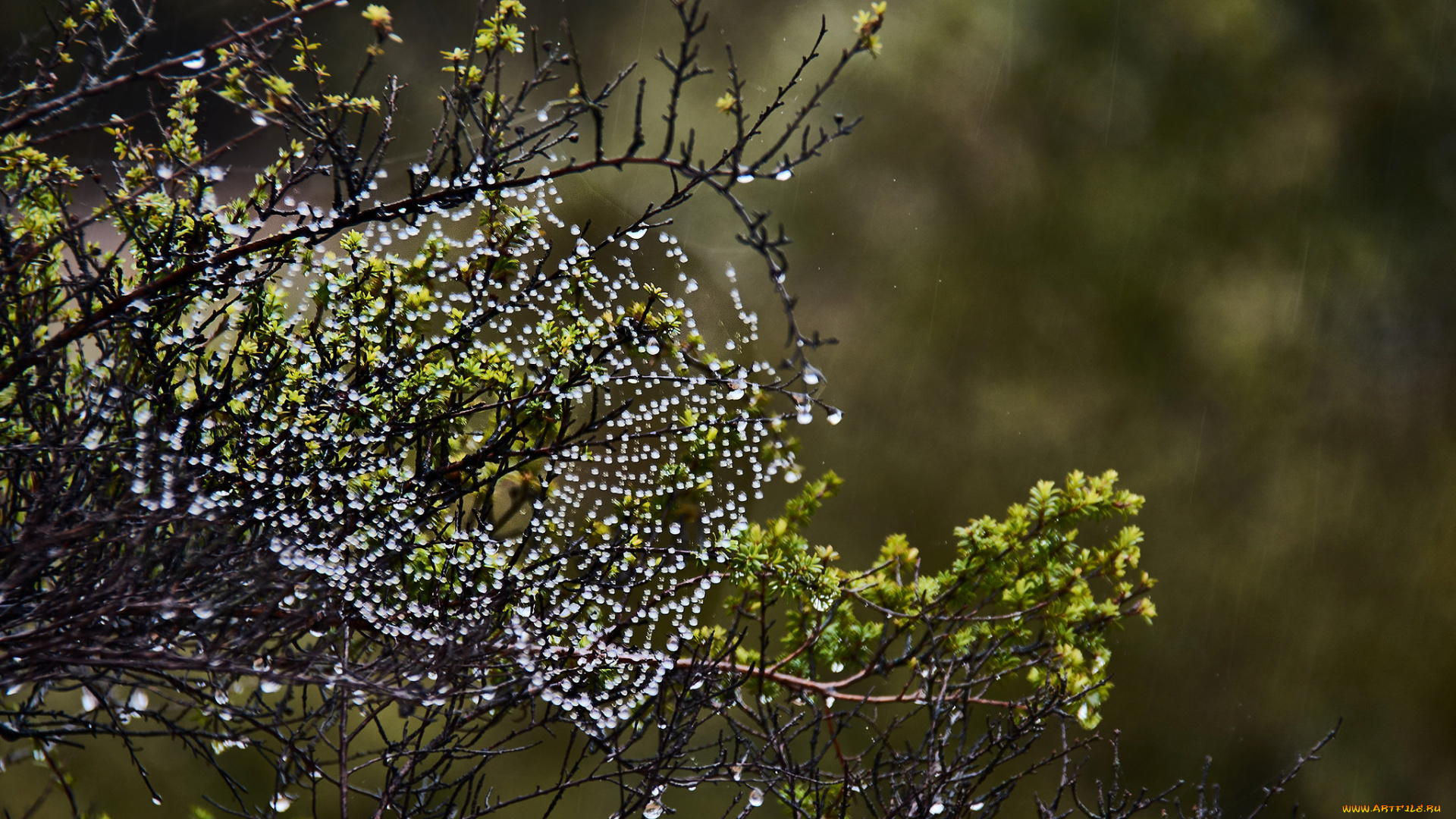 природа, макро, паутина