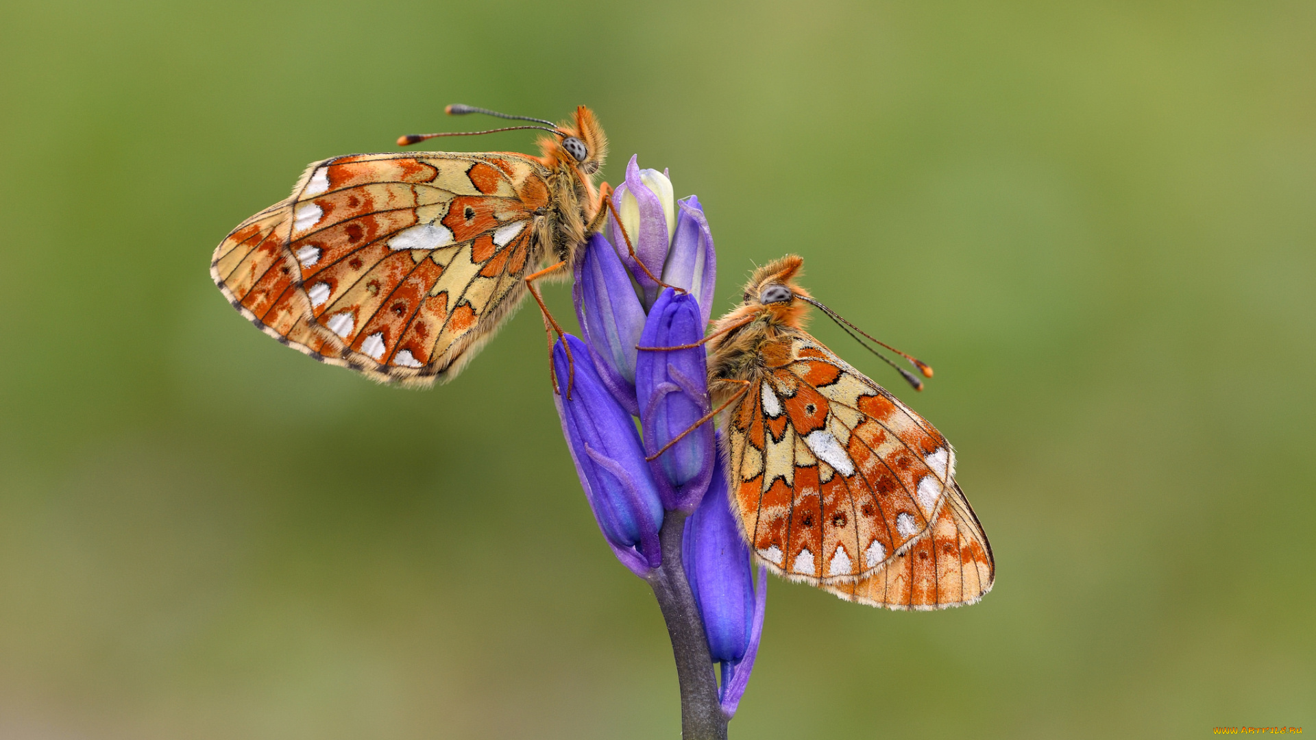 животные, бабочки, , мотыльки, , моли
