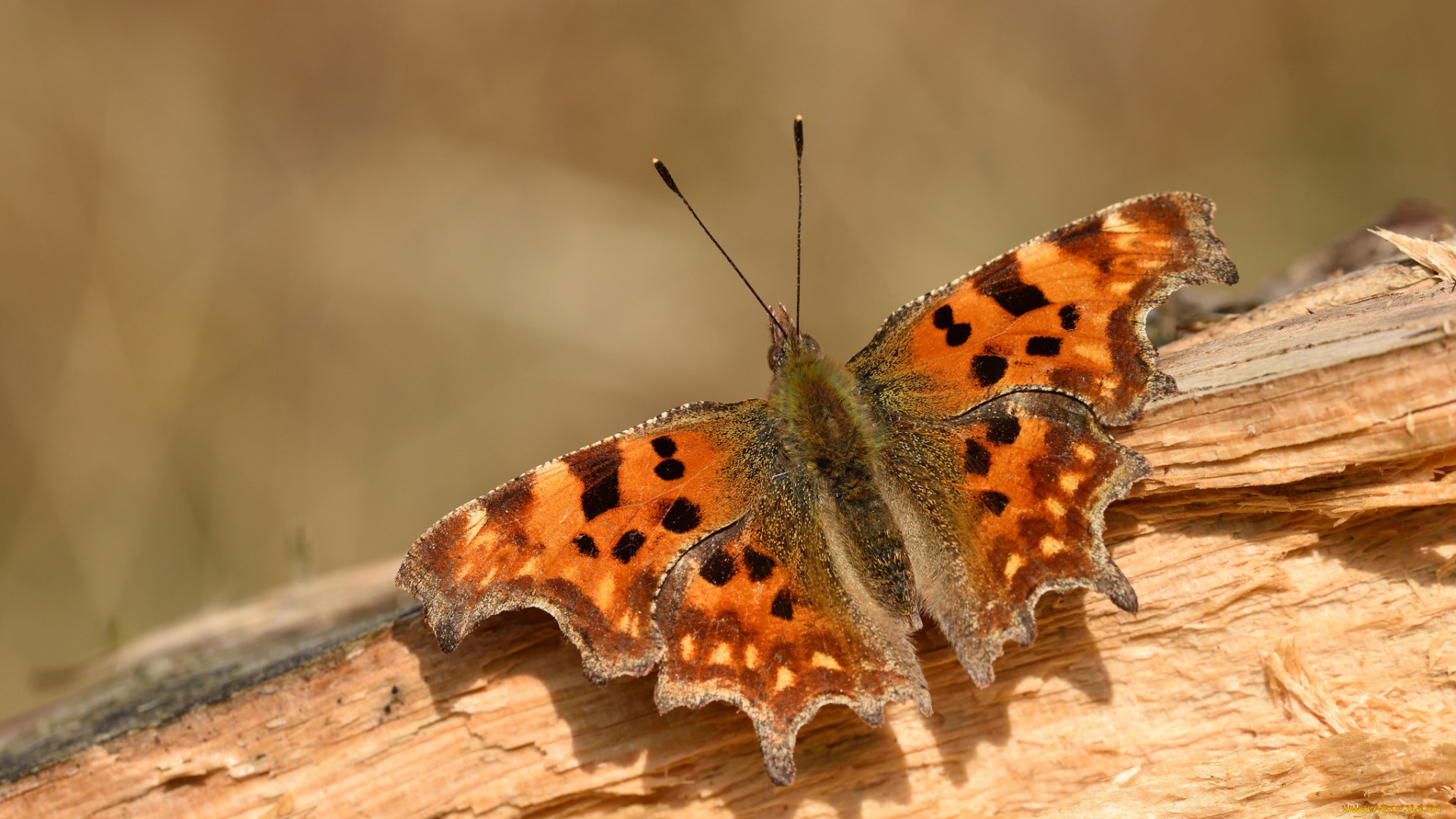 животные, бабочки, , мотыльки, , моли, баабочка