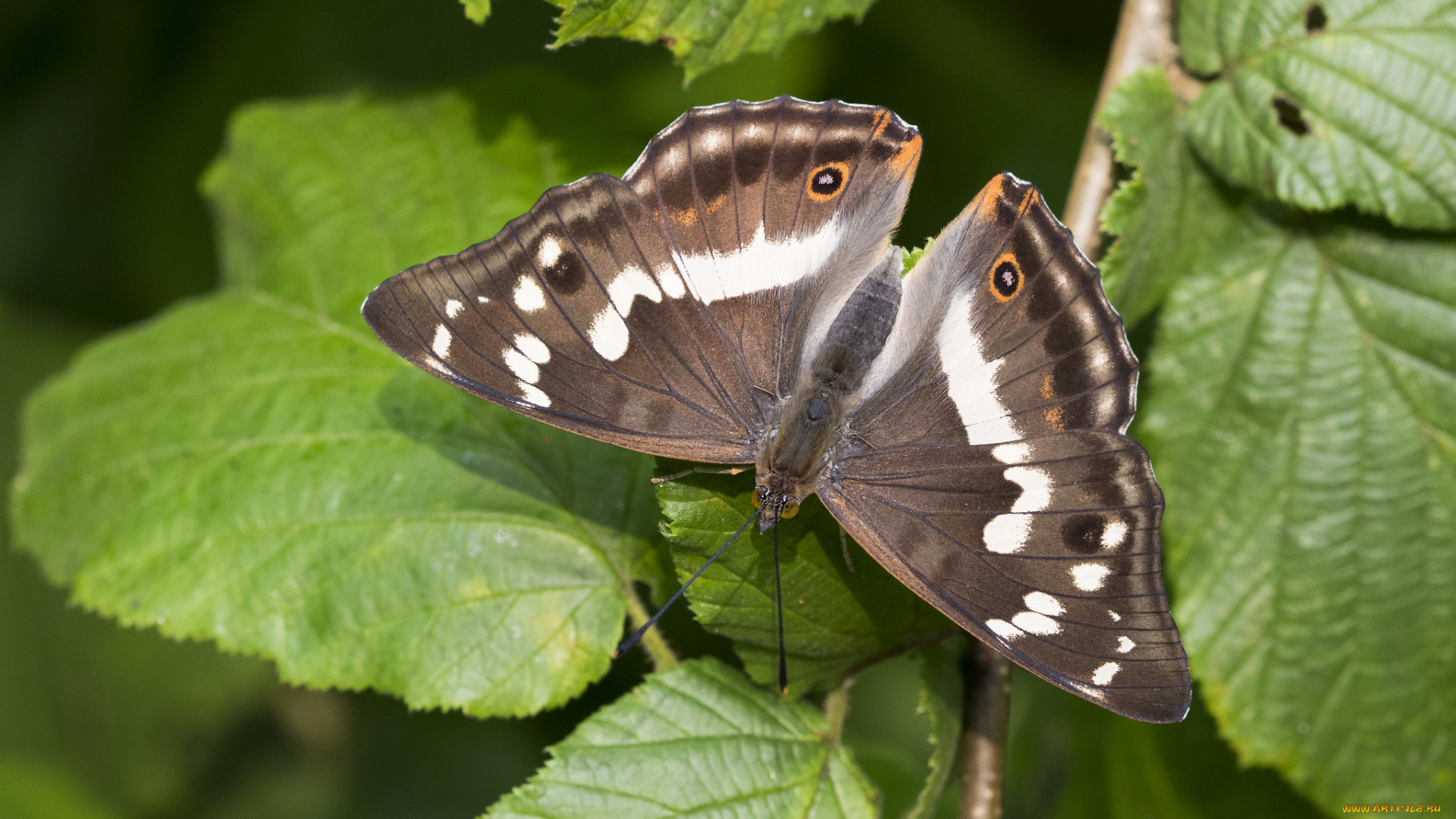 животные, бабочки, , мотыльки, , моли, бабочка