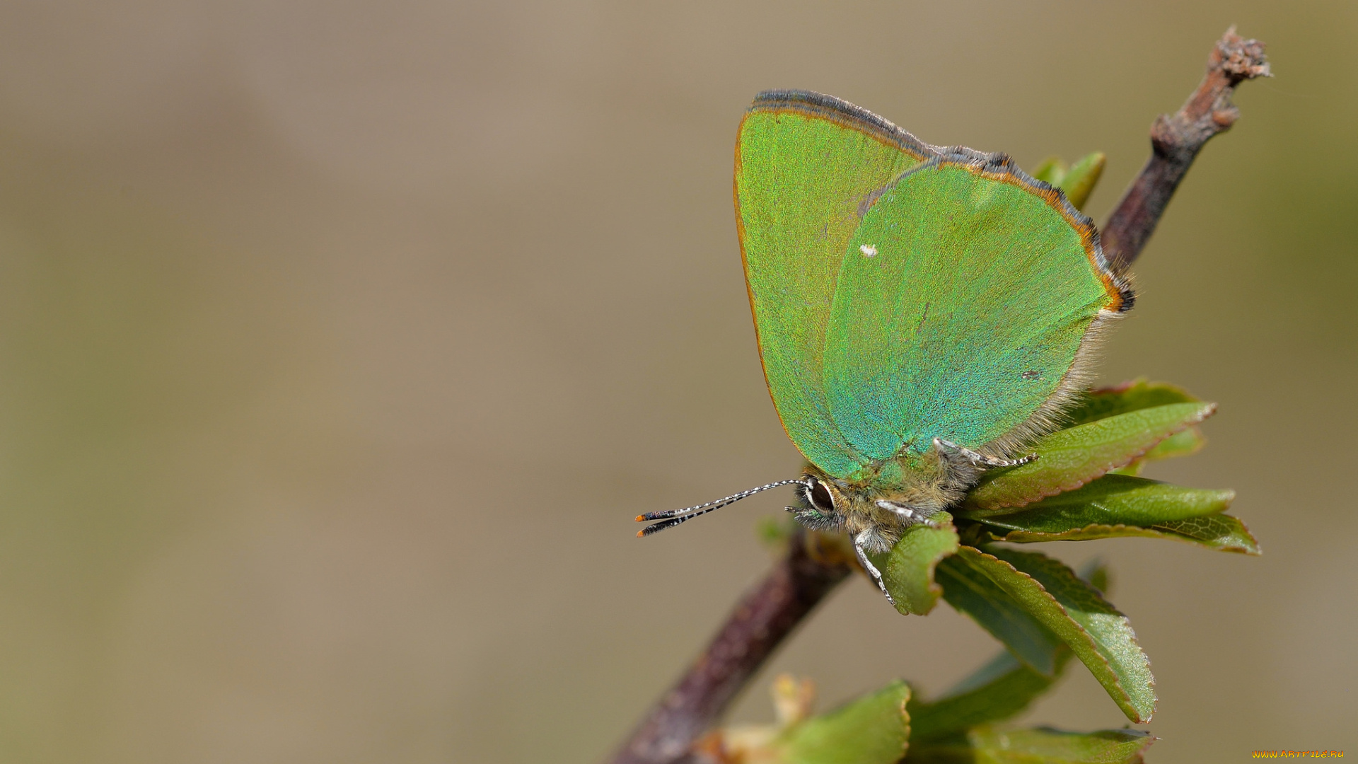 животные, бабочки, , мотыльки, , моли, бабочка