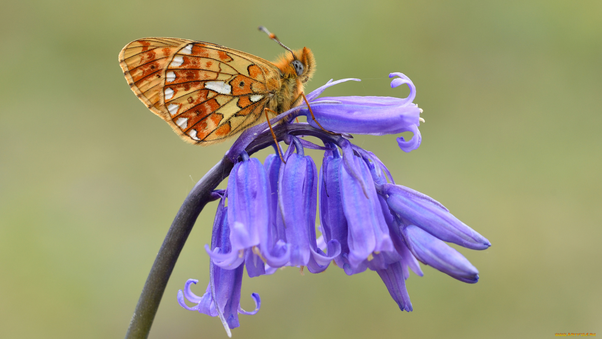 животные, бабочки, , мотыльки, , моли, бабочка