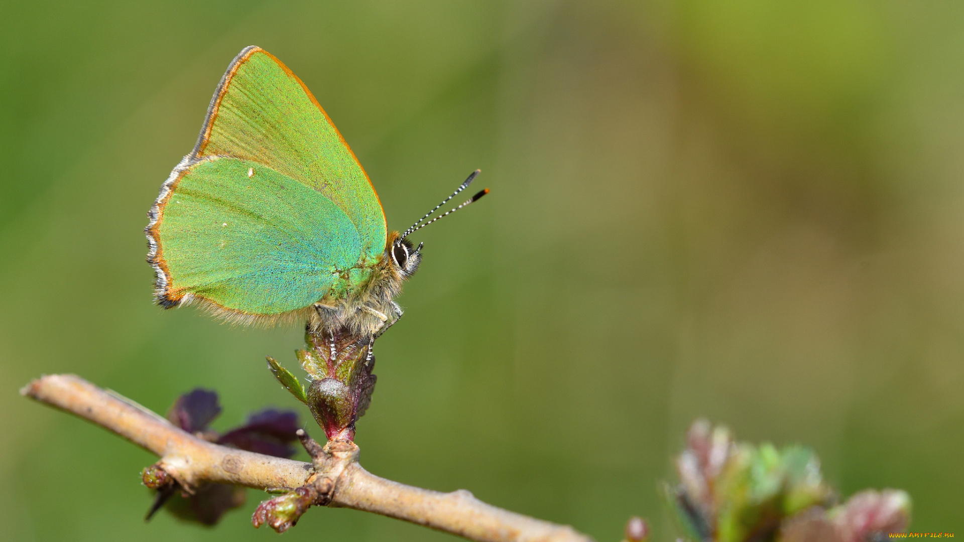 животные, бабочки, , мотыльки, , моли, бабочка