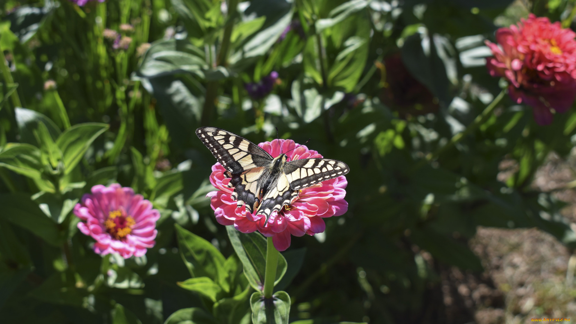животные, бабочки, , мотыльки, , моли, цинния, цветение, цветы, листья, лепестки, бабочка