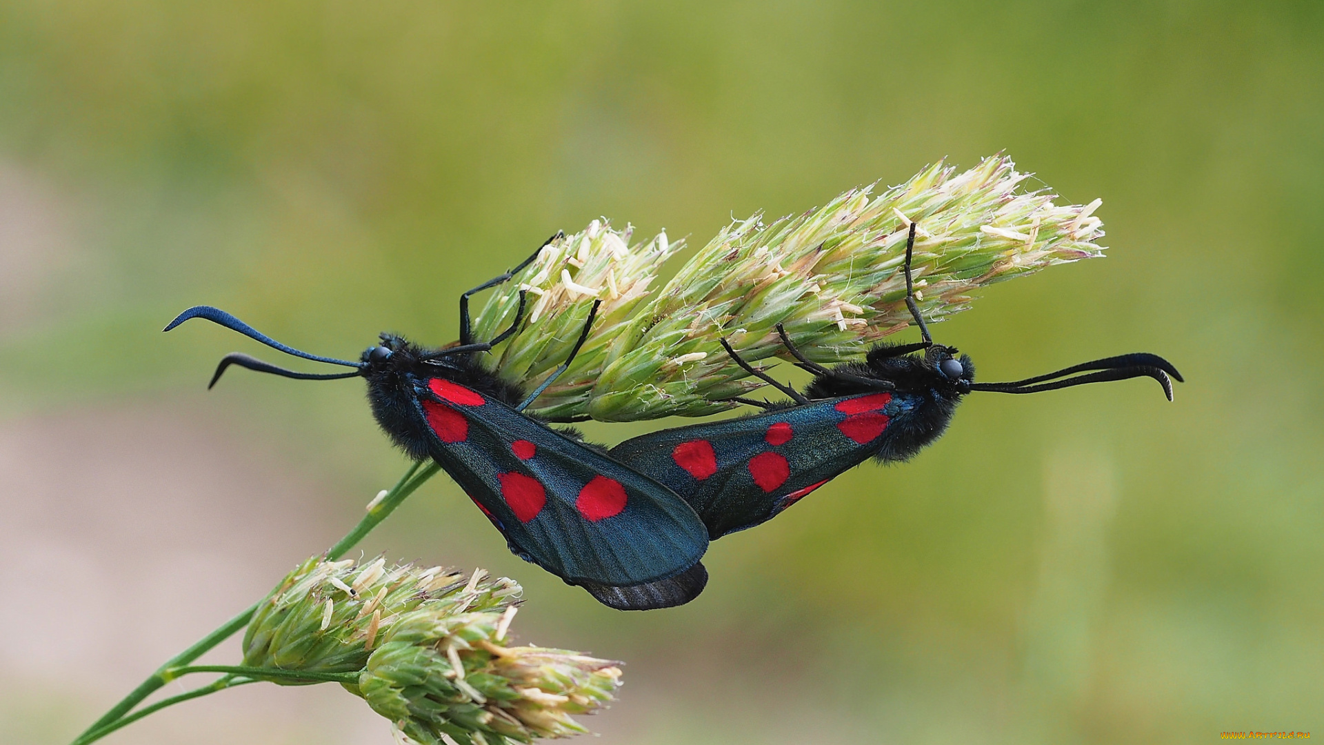 животные, бабочки, , мотыльки, , моли, краски, стебель, растение, насекомое, крылья