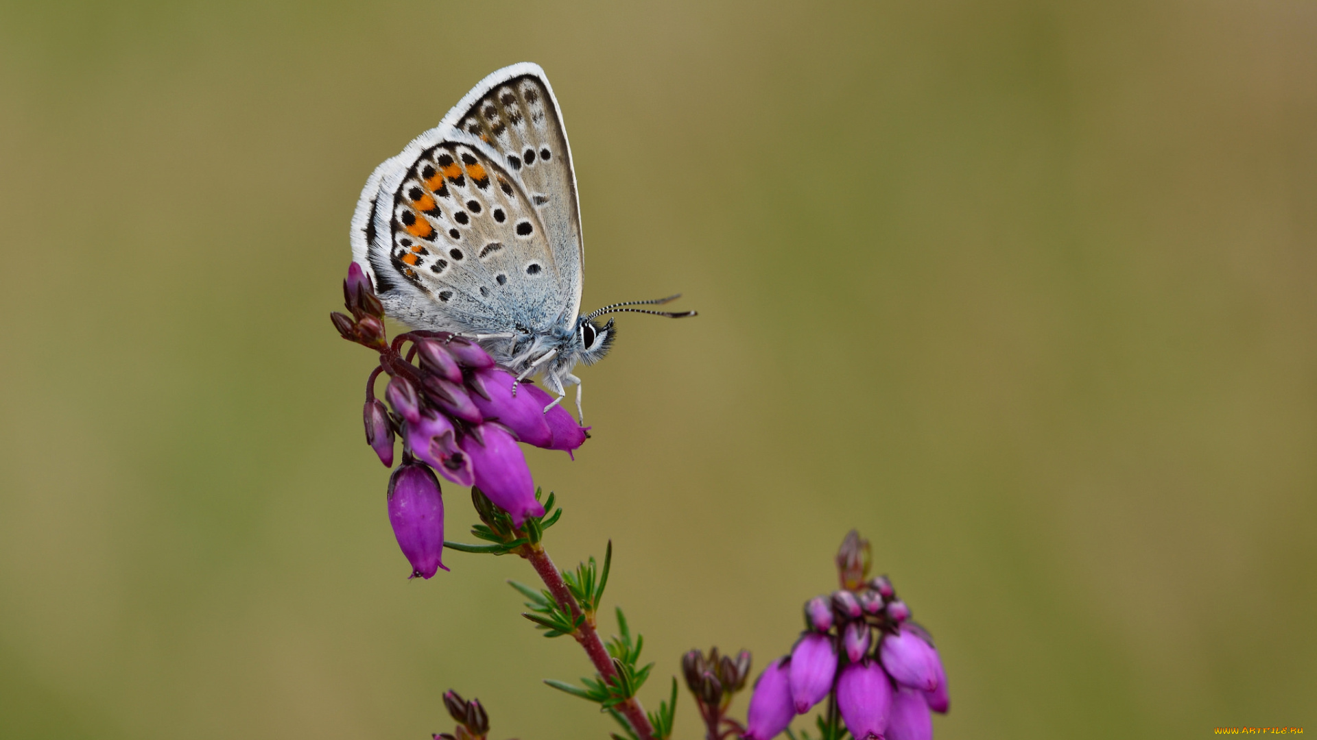 животные, бабочки, , мотыльки, , моли, макро, бабочка