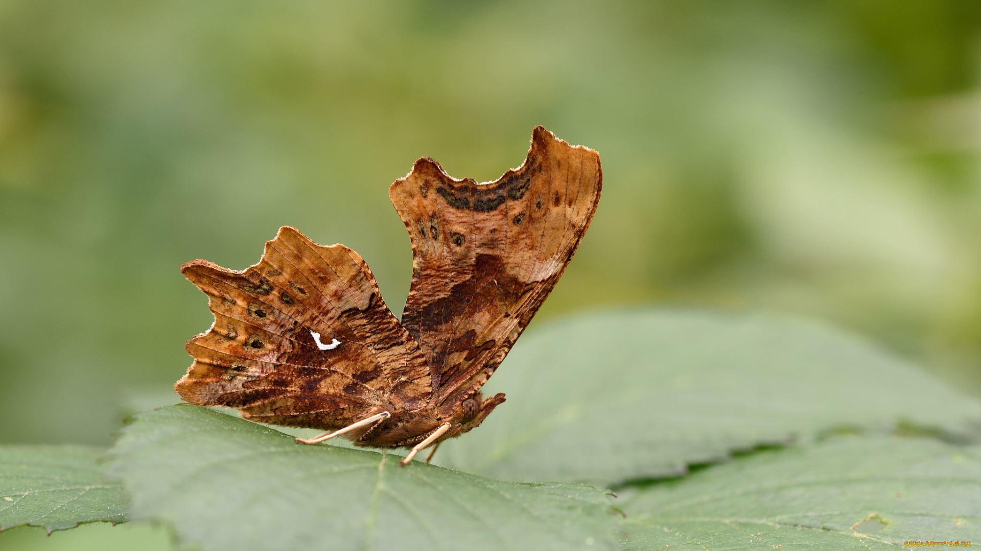 животные, бабочки, , мотыльки, , моли, макро, бабочка
